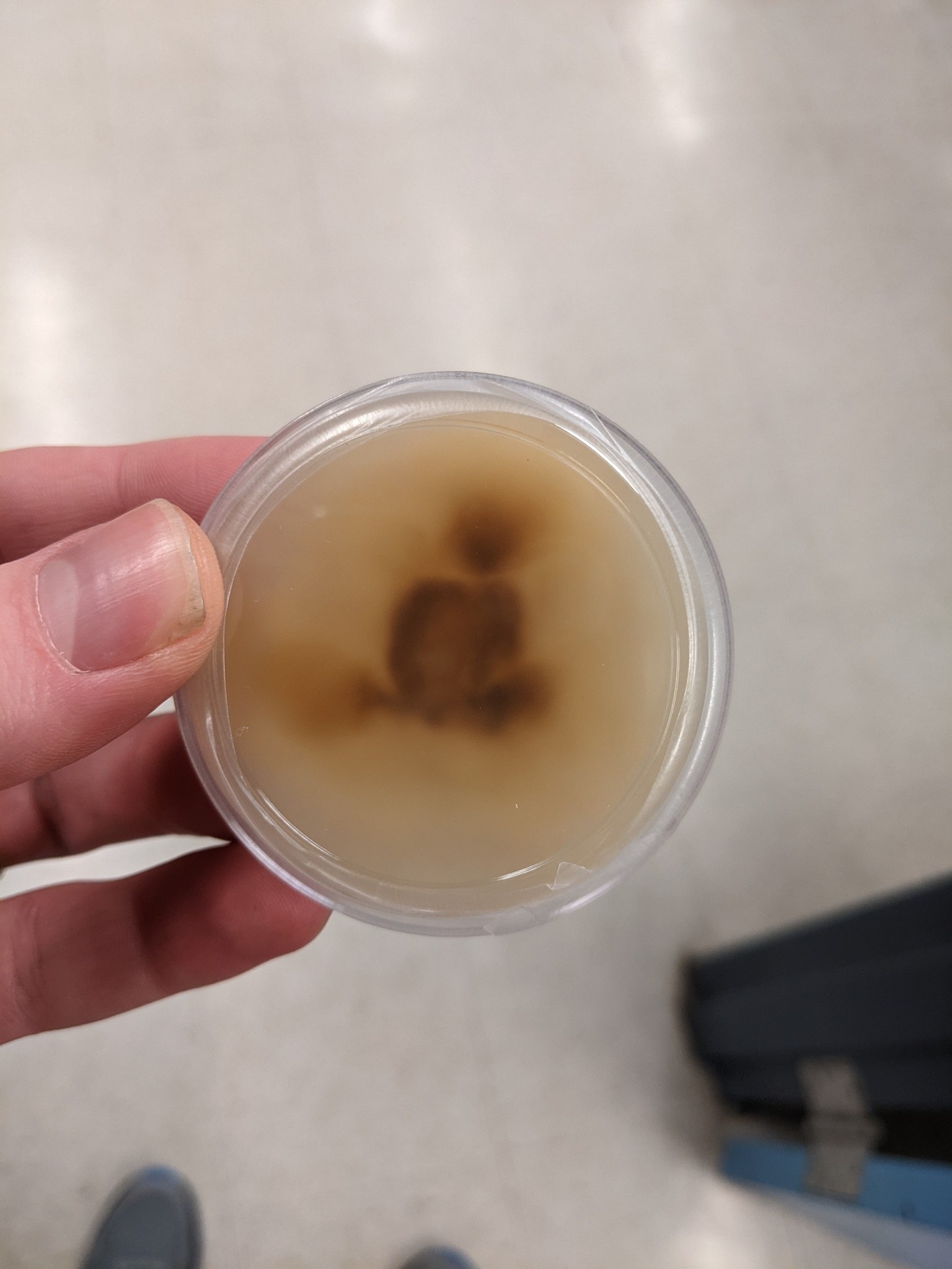 Fusarium fujikuroi