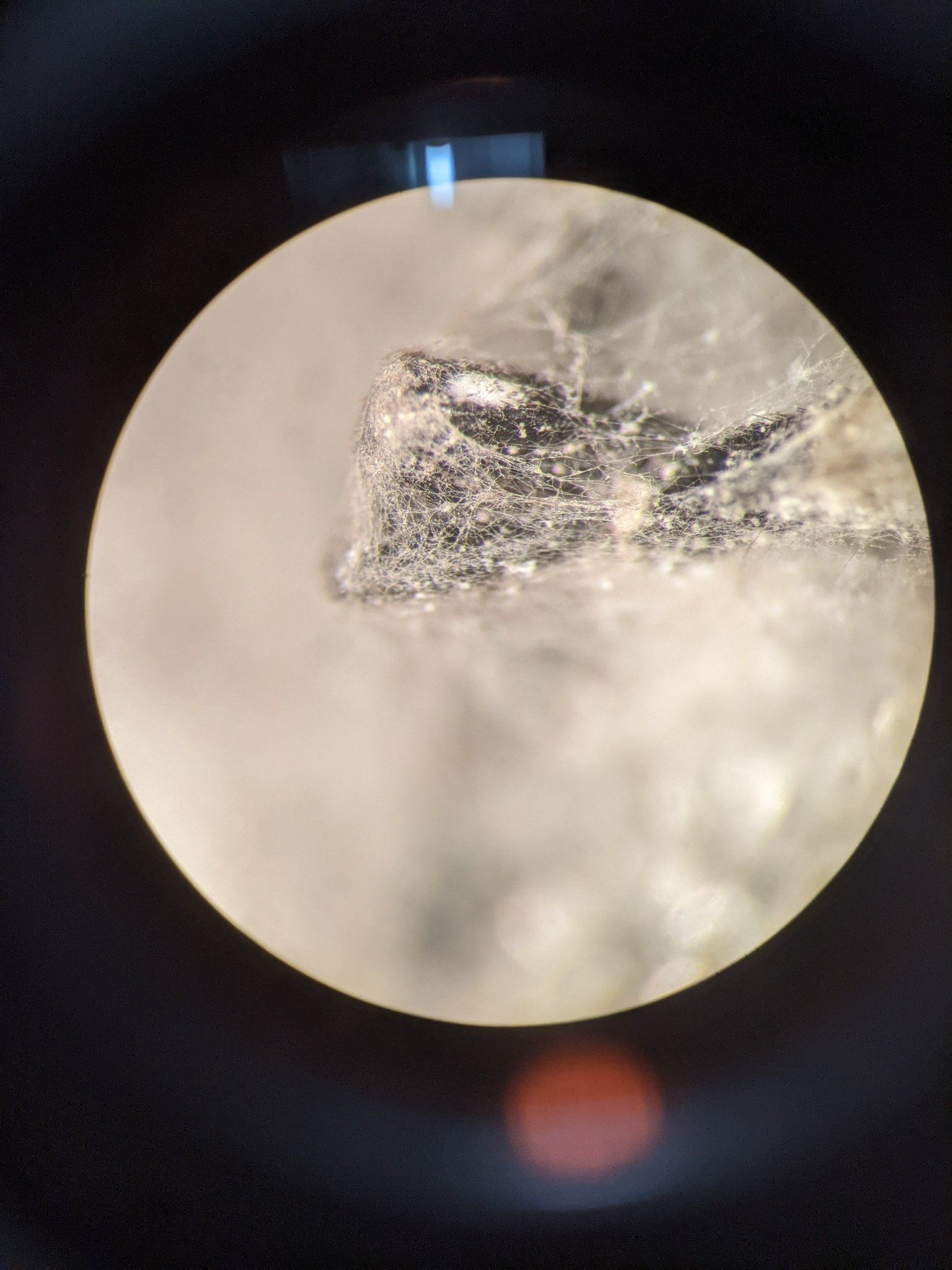 Fusarium fujikuroi