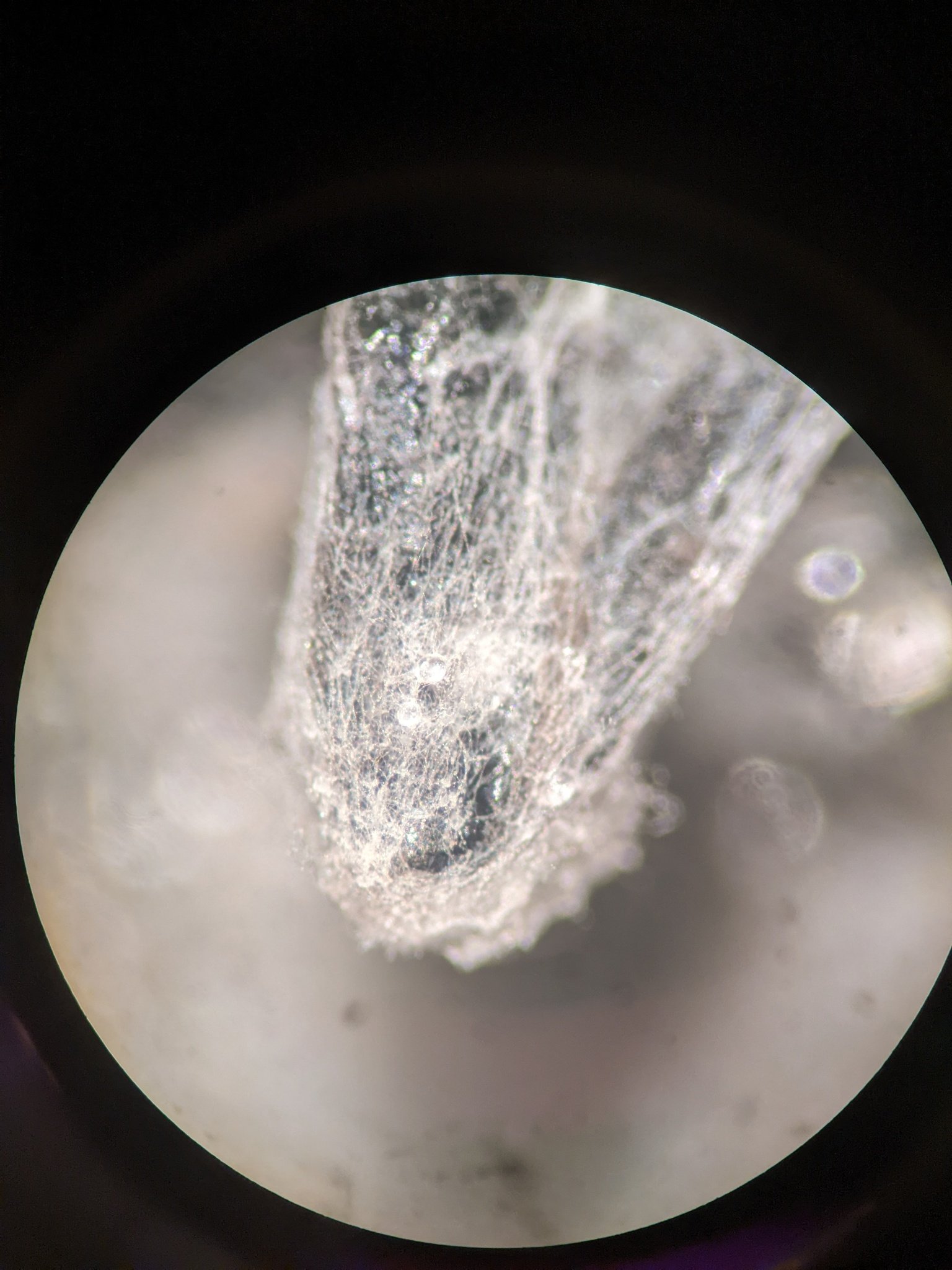 Fusarium fujikuroi
