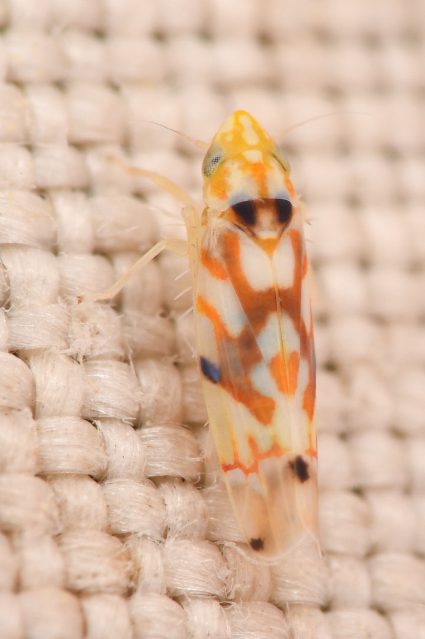 Erythroneura elegantula