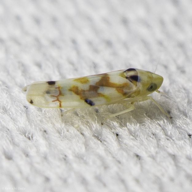Erythroneura elegantula