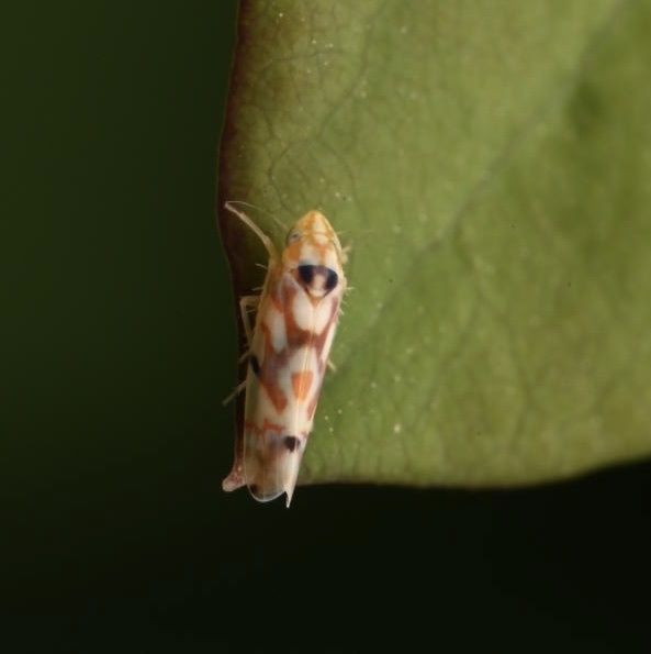 Erythroneura elegantula