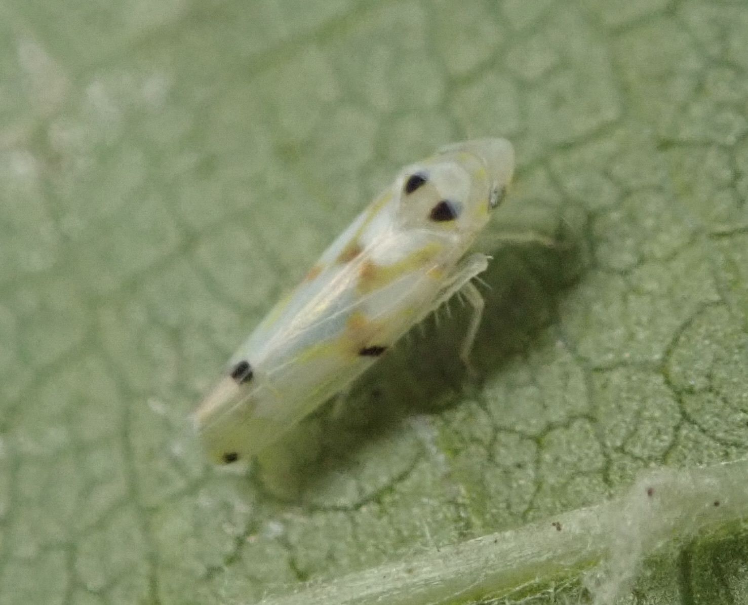 Erythroneura elegantula