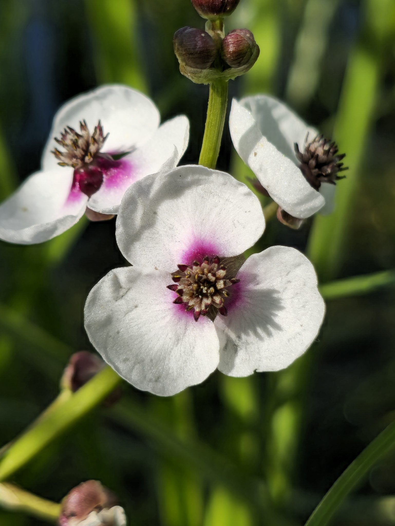 Sagittaria sagittifolia