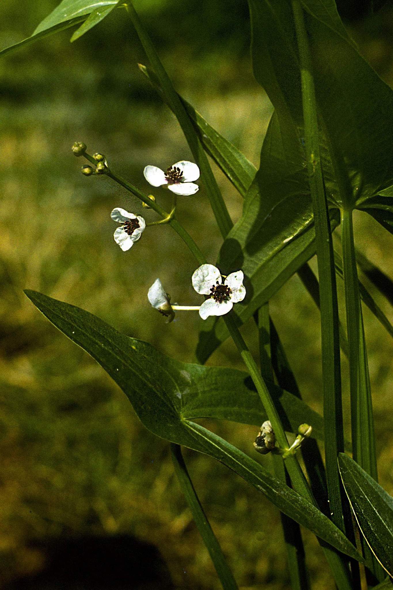 Sagittaria sagittifolia