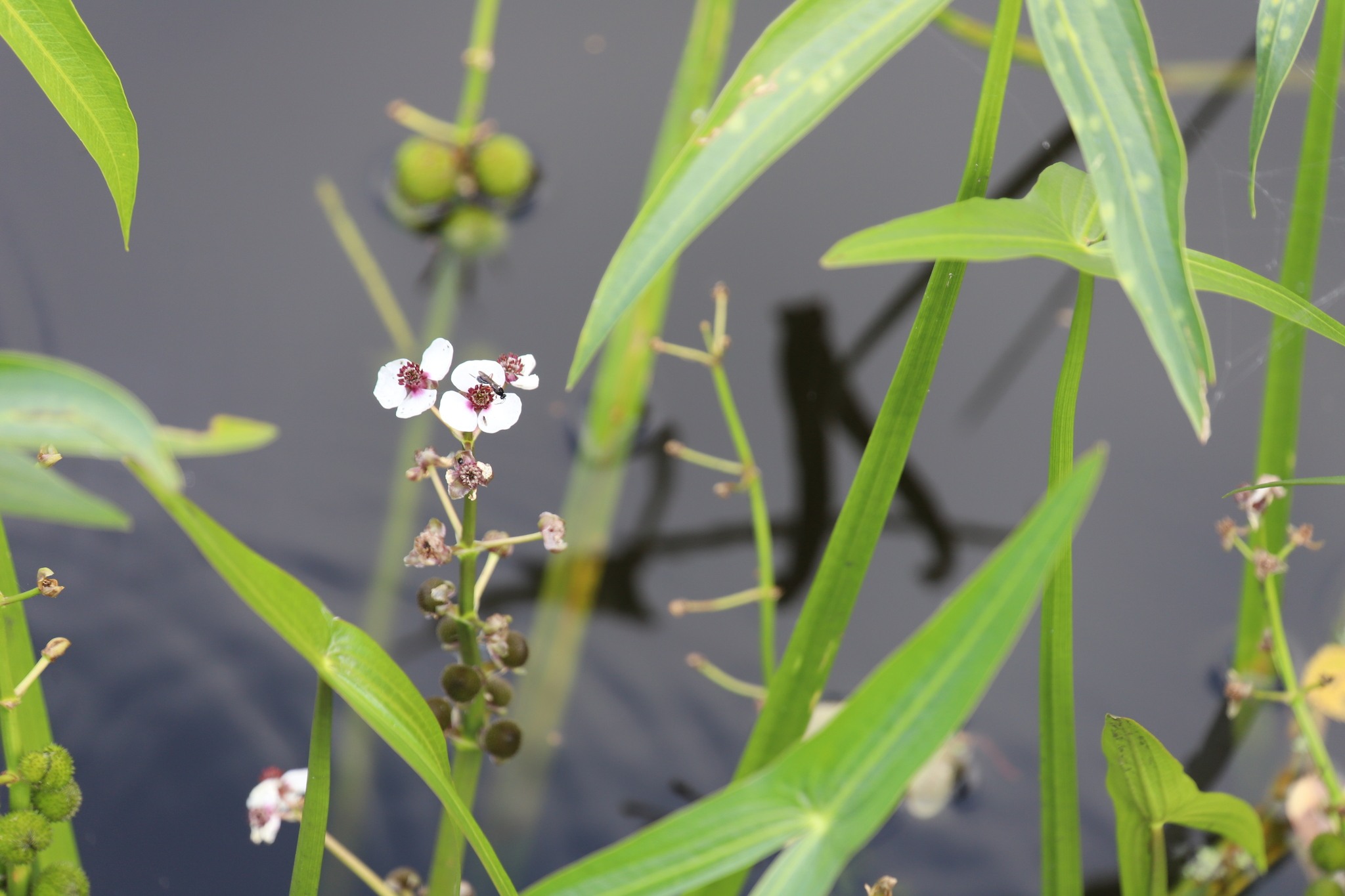 Sagittaria sagittifolia