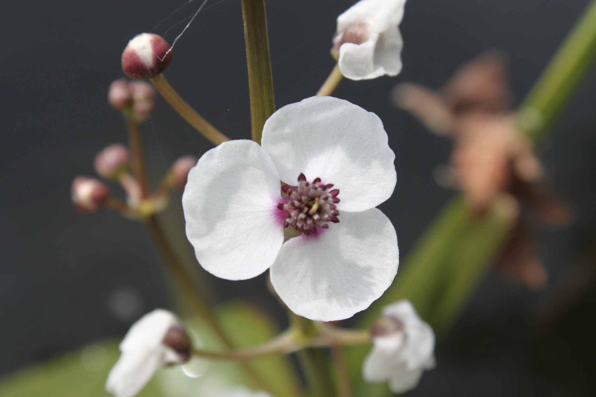 Sagittaria sagittifolia