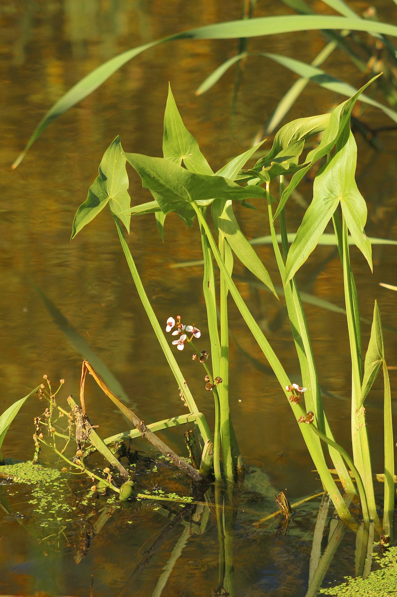 Sagittaria sagittifolia