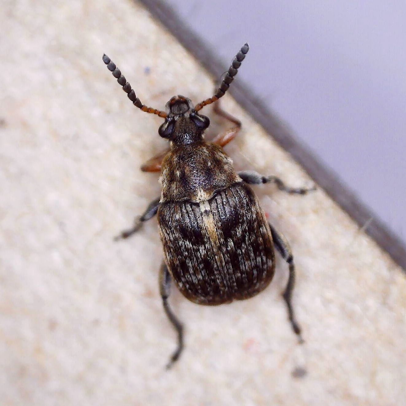 Bruchus rufimanus