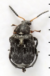 Bruchus rufimanus