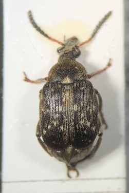 Bruchus rufimanus