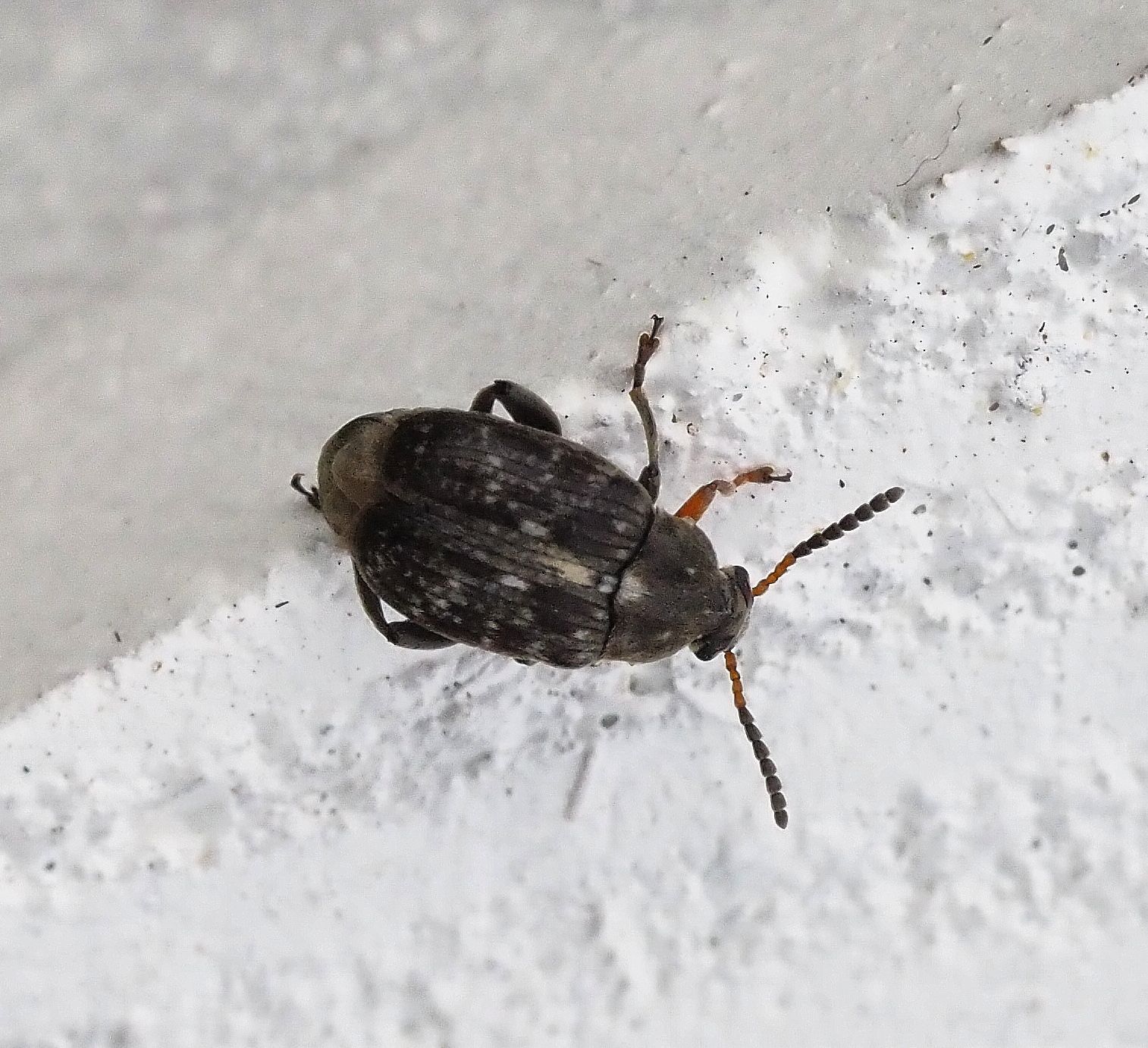 Bruchus rufimanus