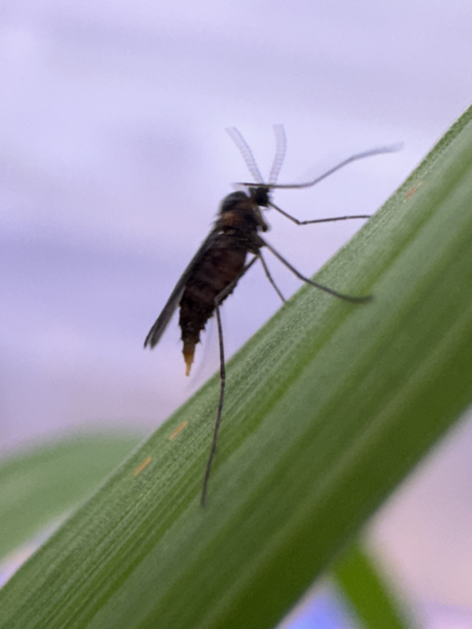 Mayetiola destructor