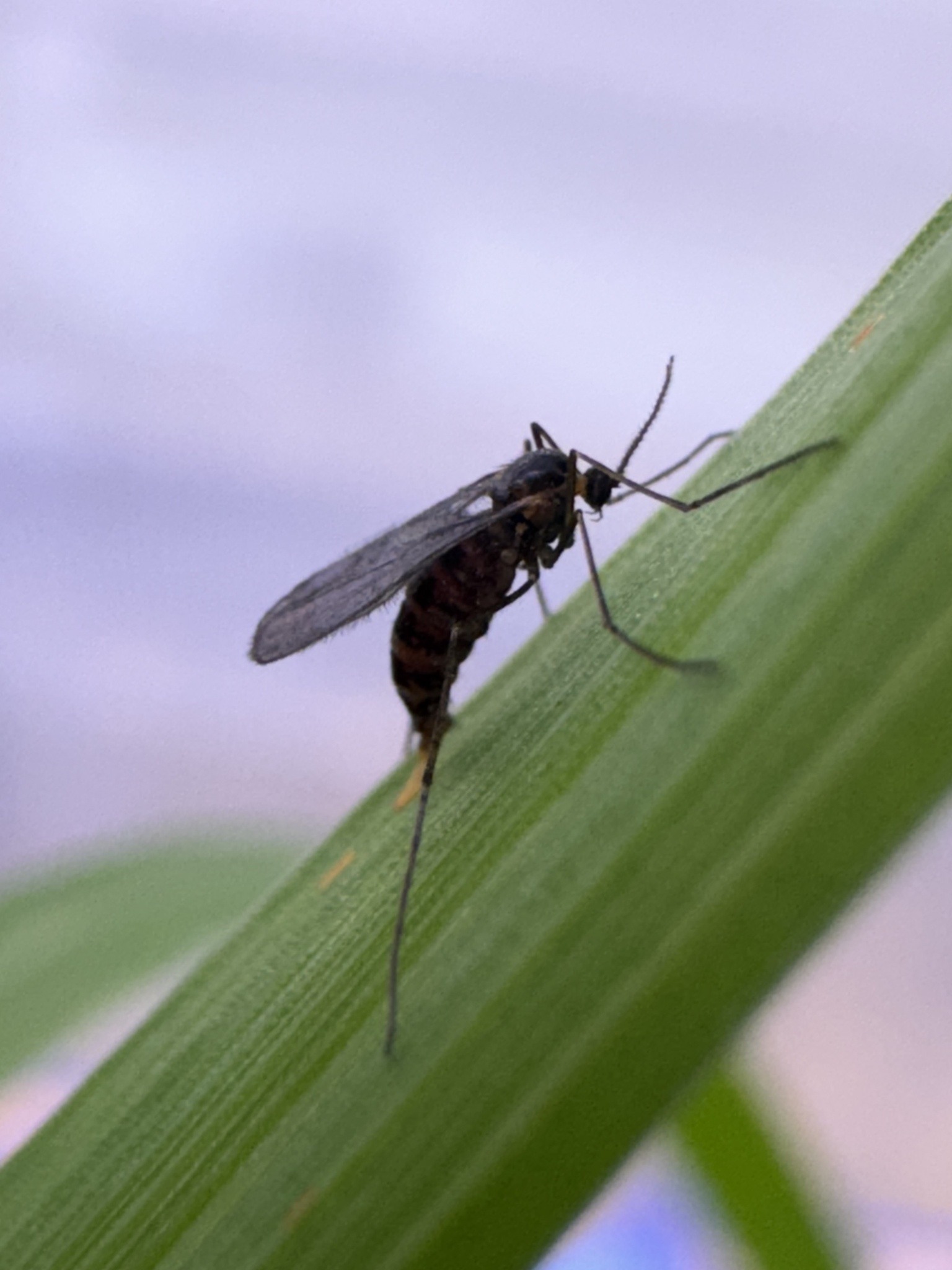 Mayetiola destructor