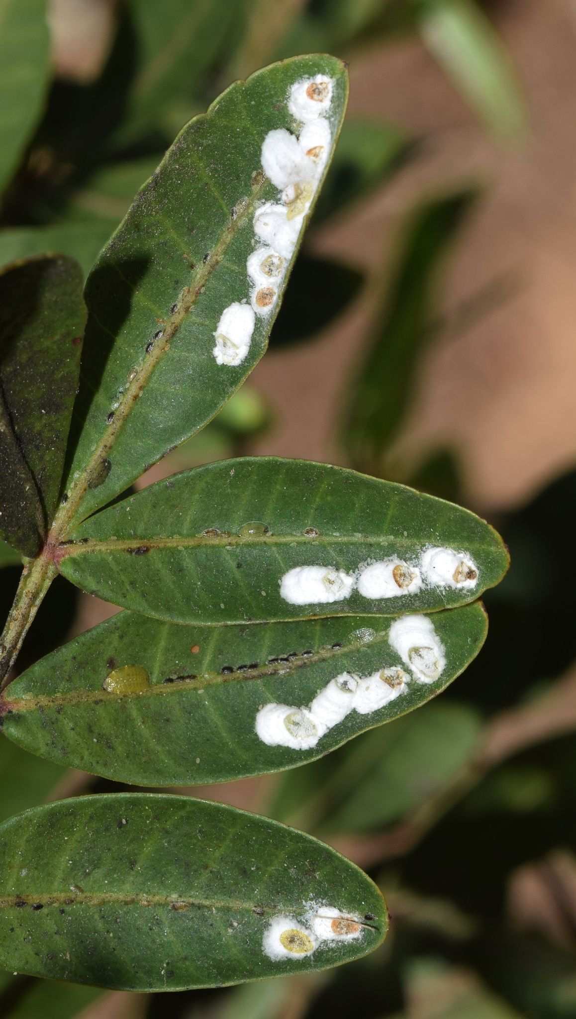 Pulvinaria polygonata