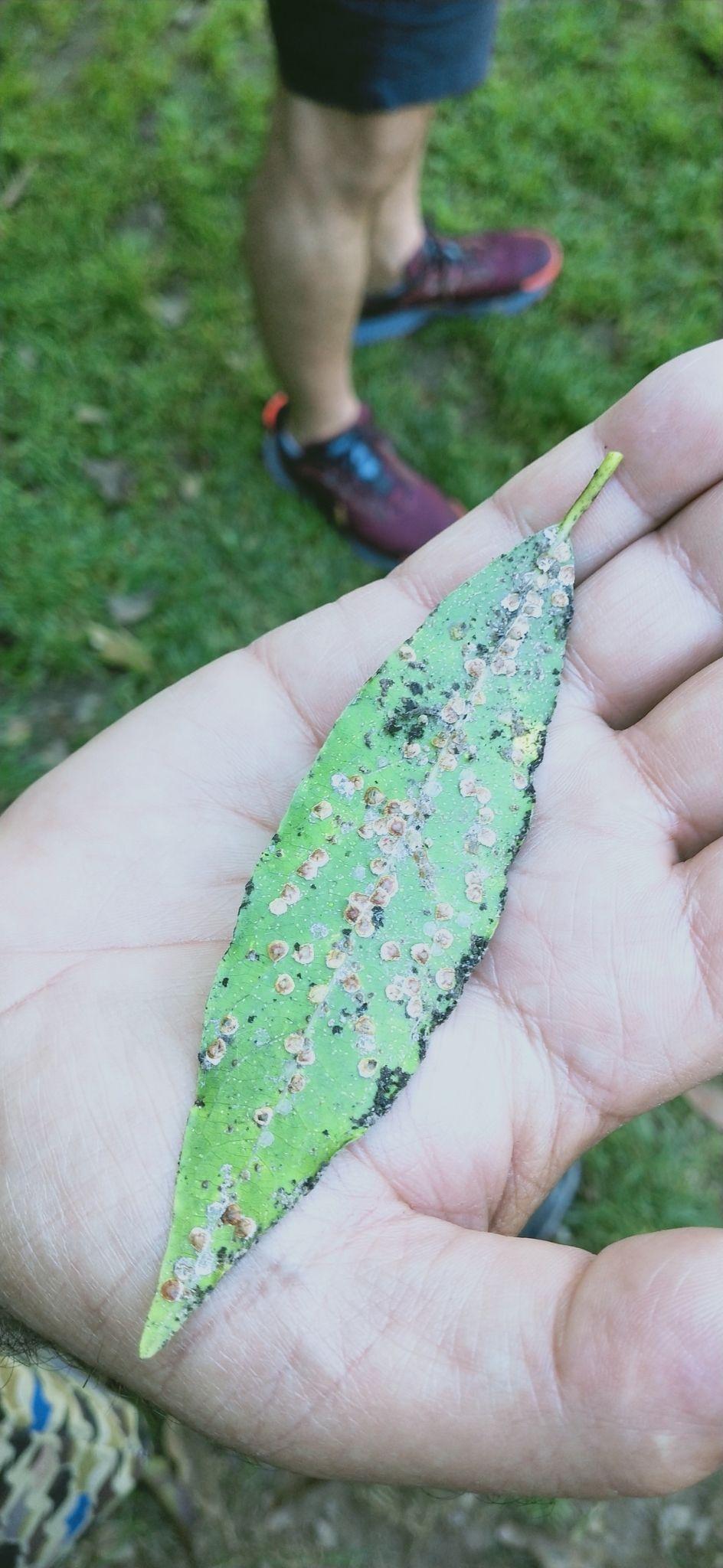 Pulvinaria polygonata