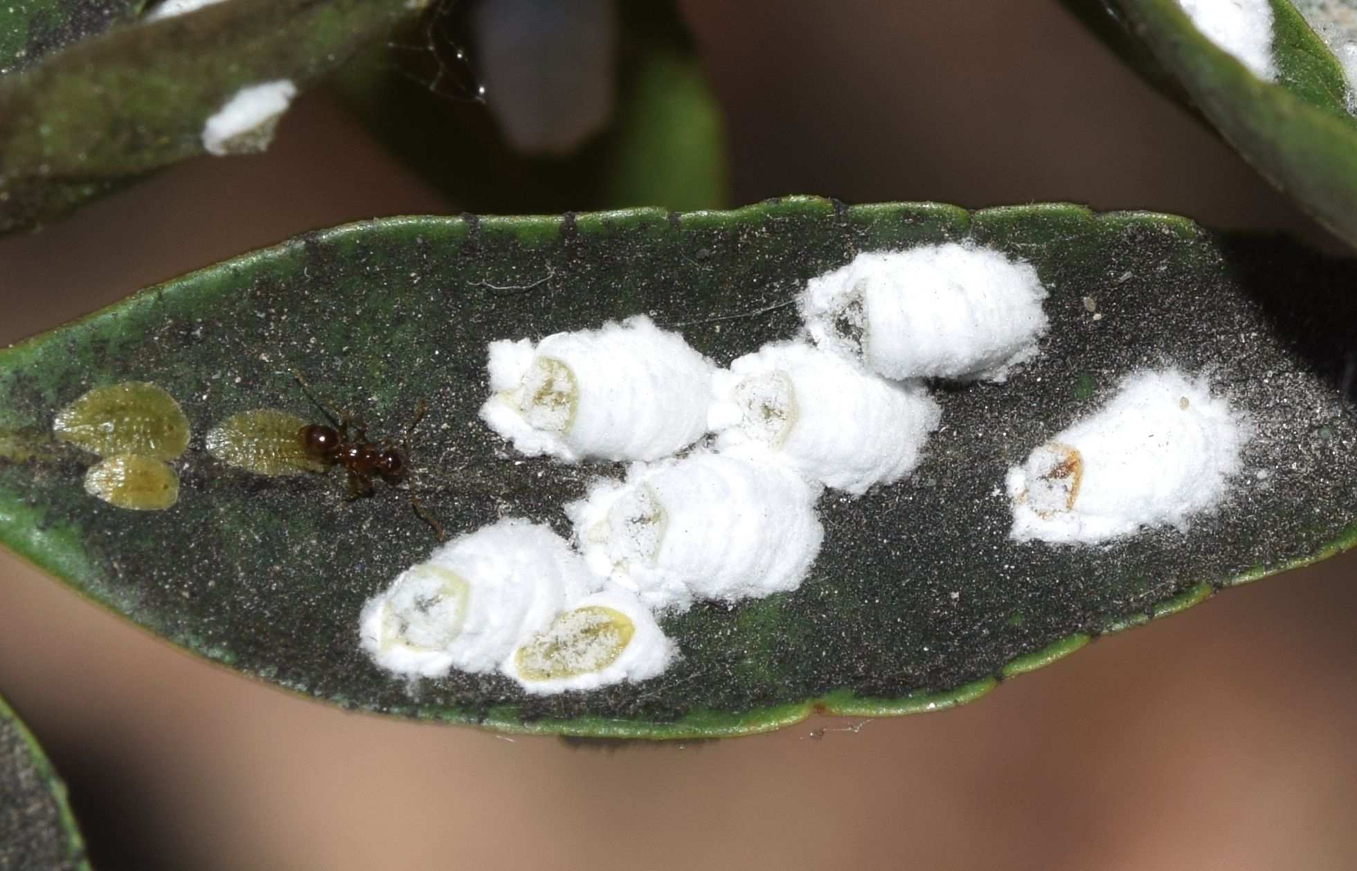 Pulvinaria polygonata