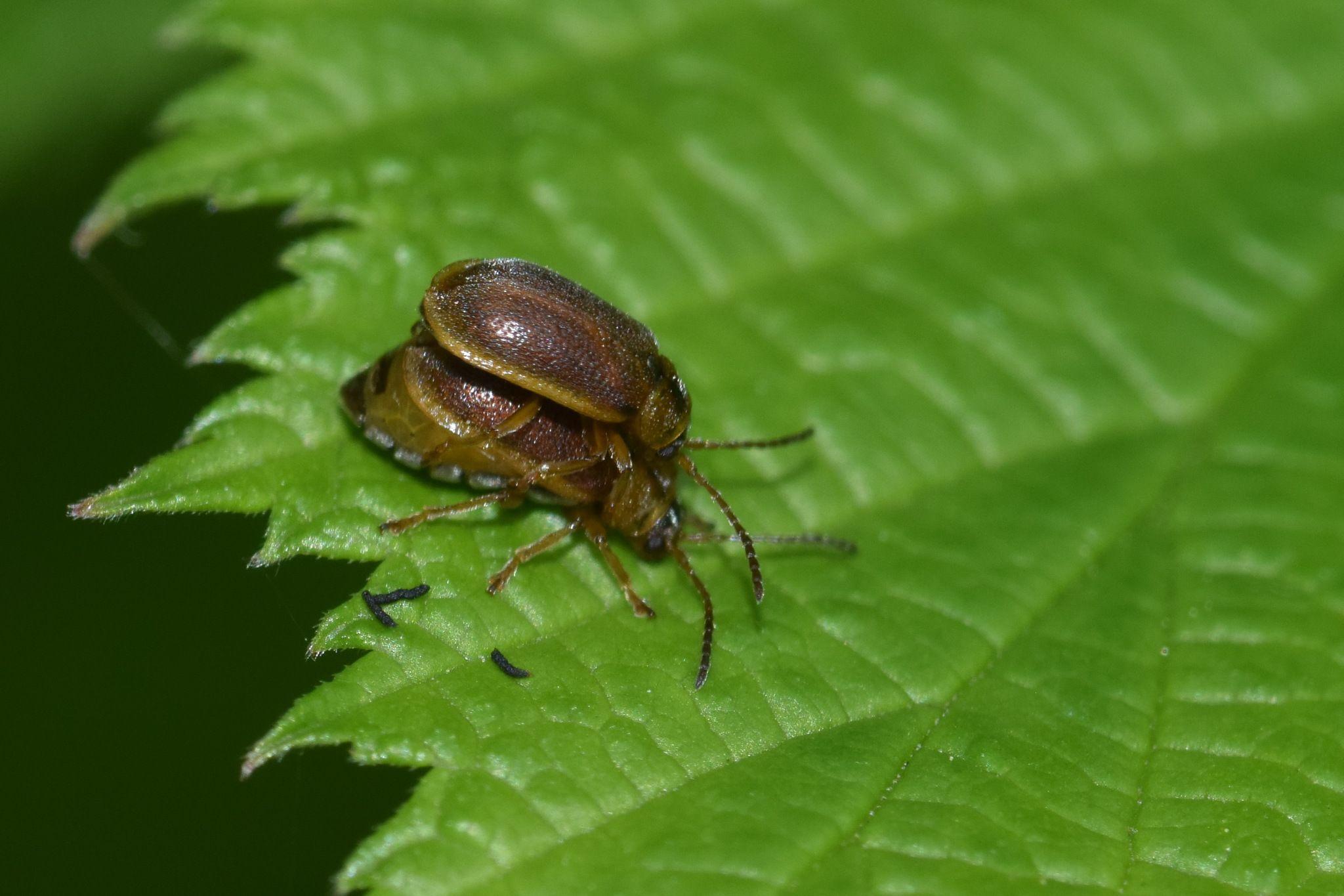 Galerucella tenella