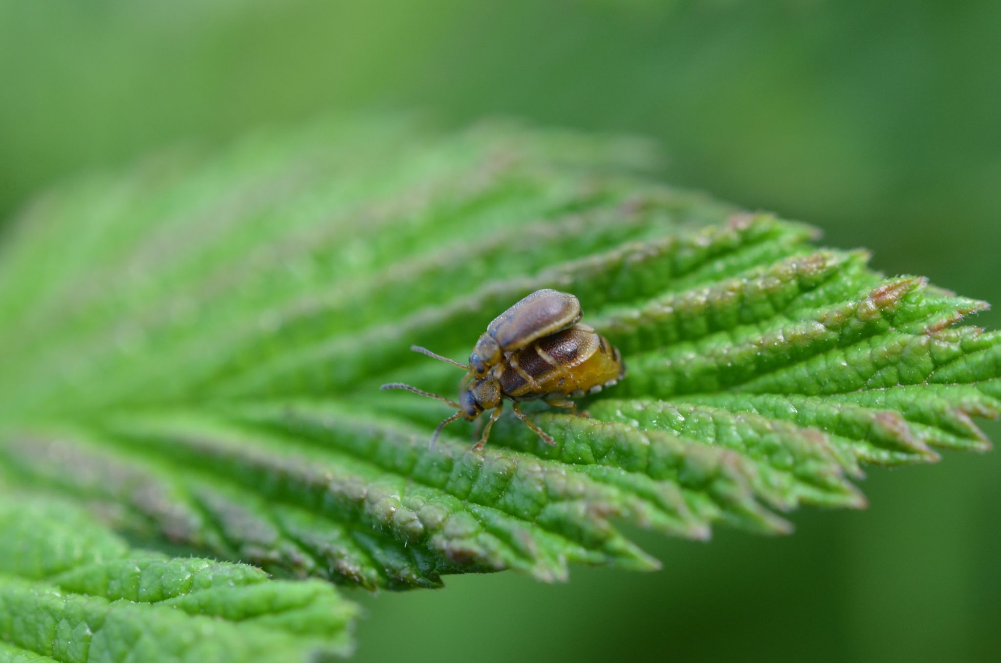 Galerucella tenella