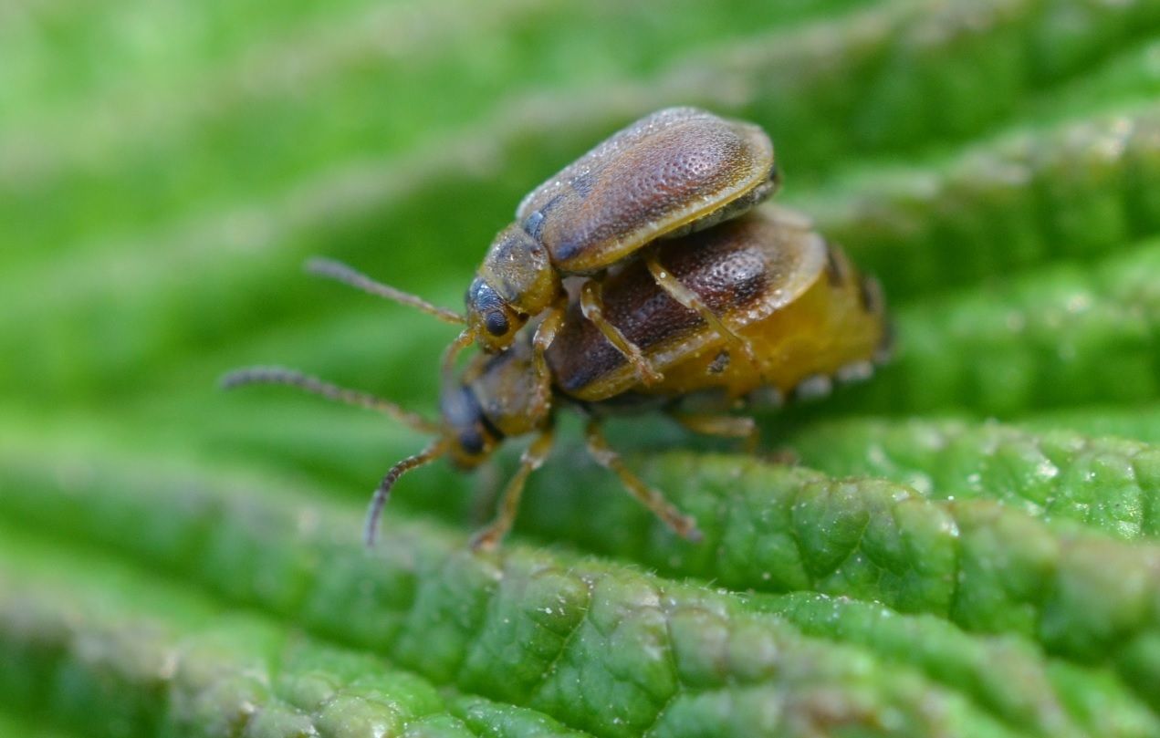 Galerucella tenella