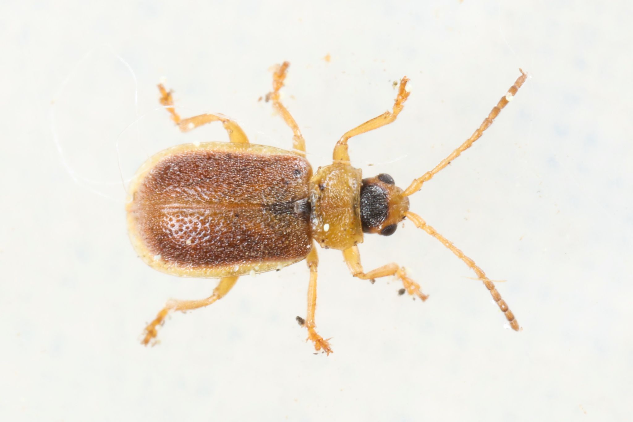 Galerucella tenella