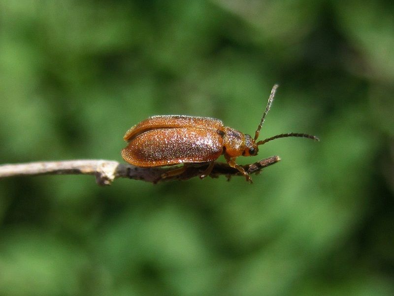 Galerucella tenella