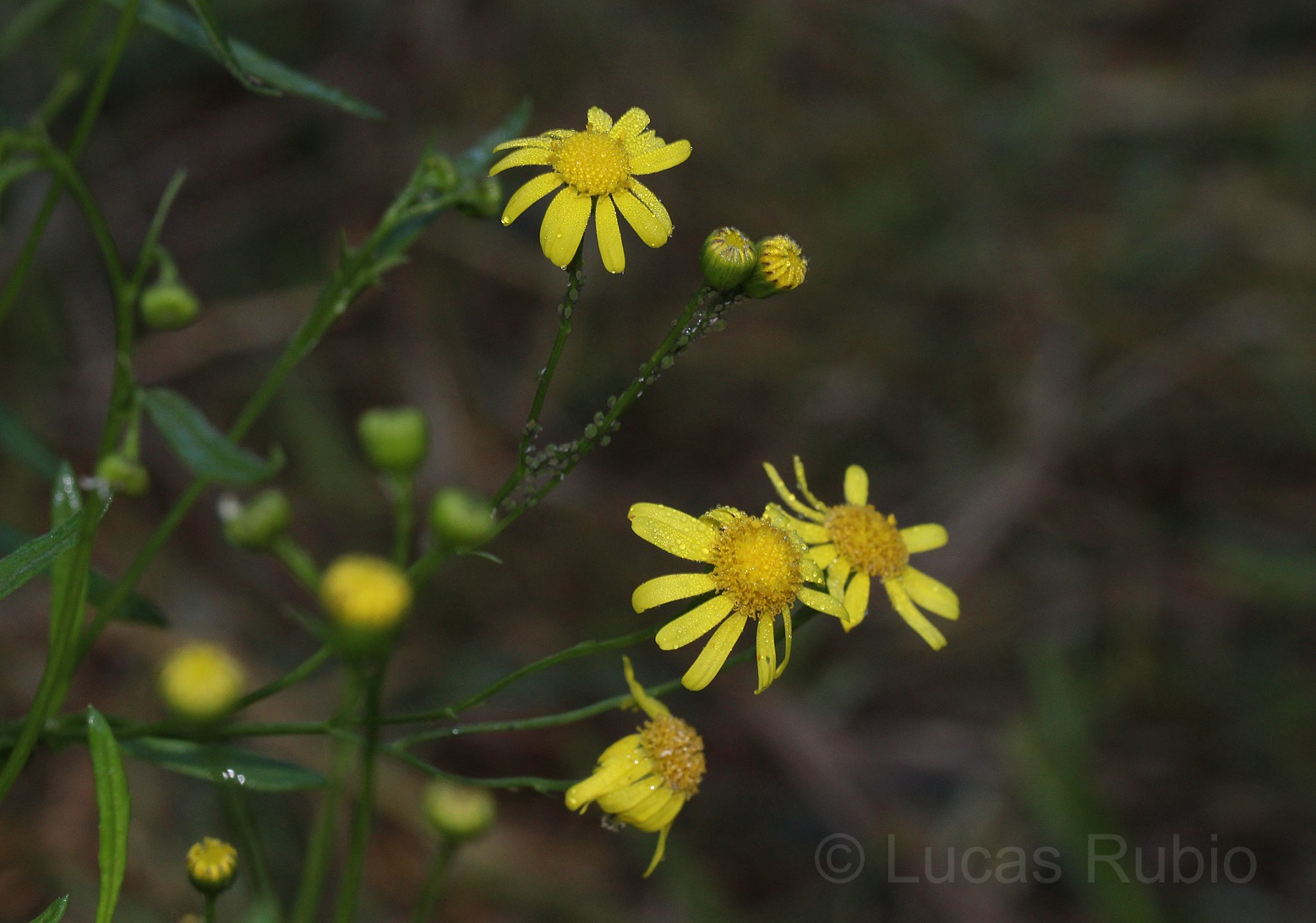 Senecio madagascariensis