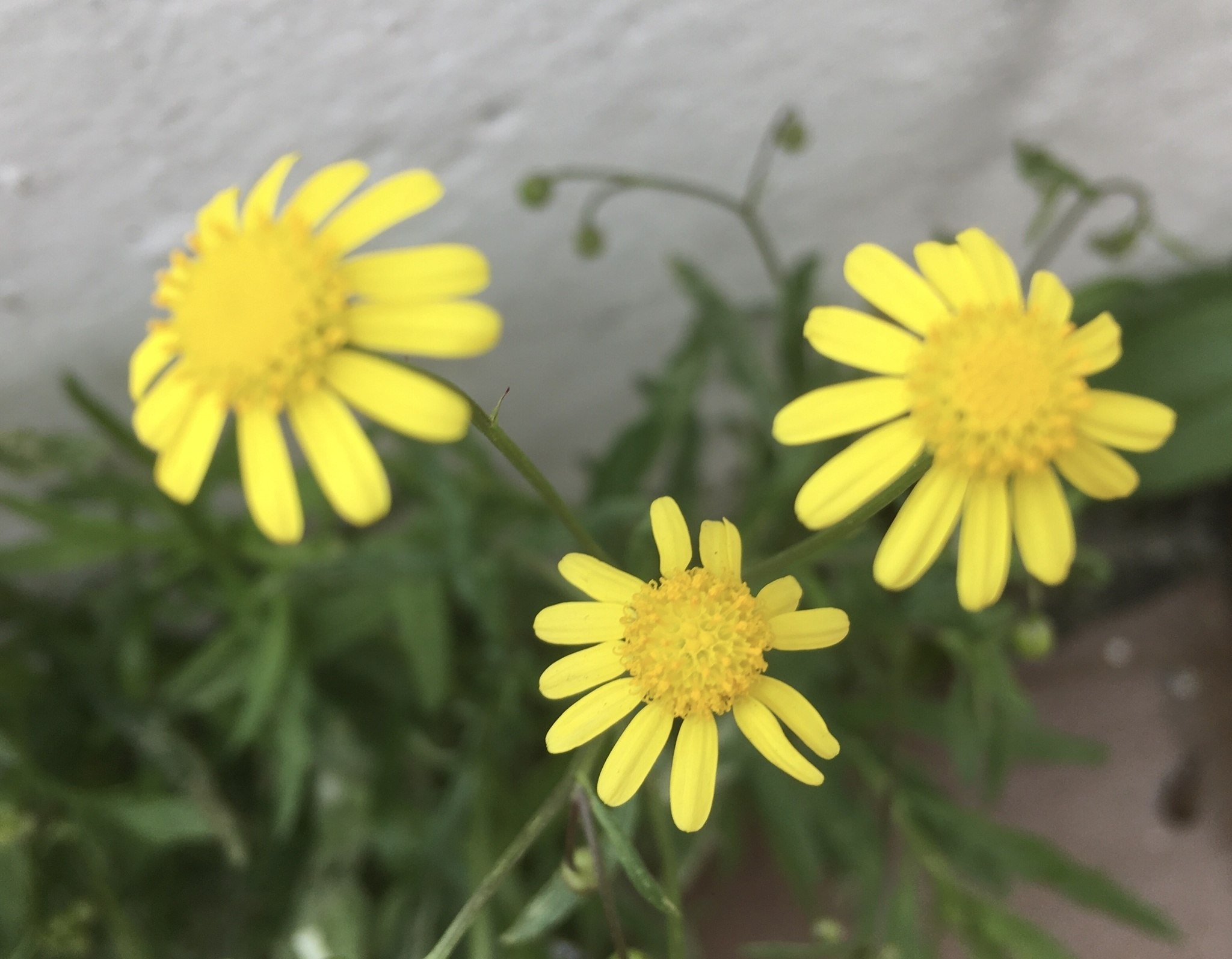 Senecio madagascariensis