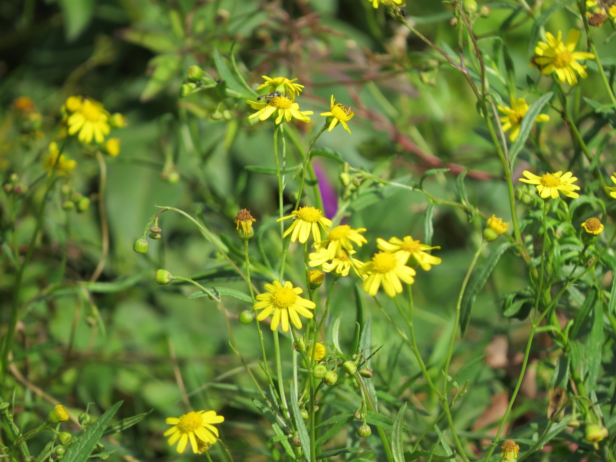Senecio madagascariensis