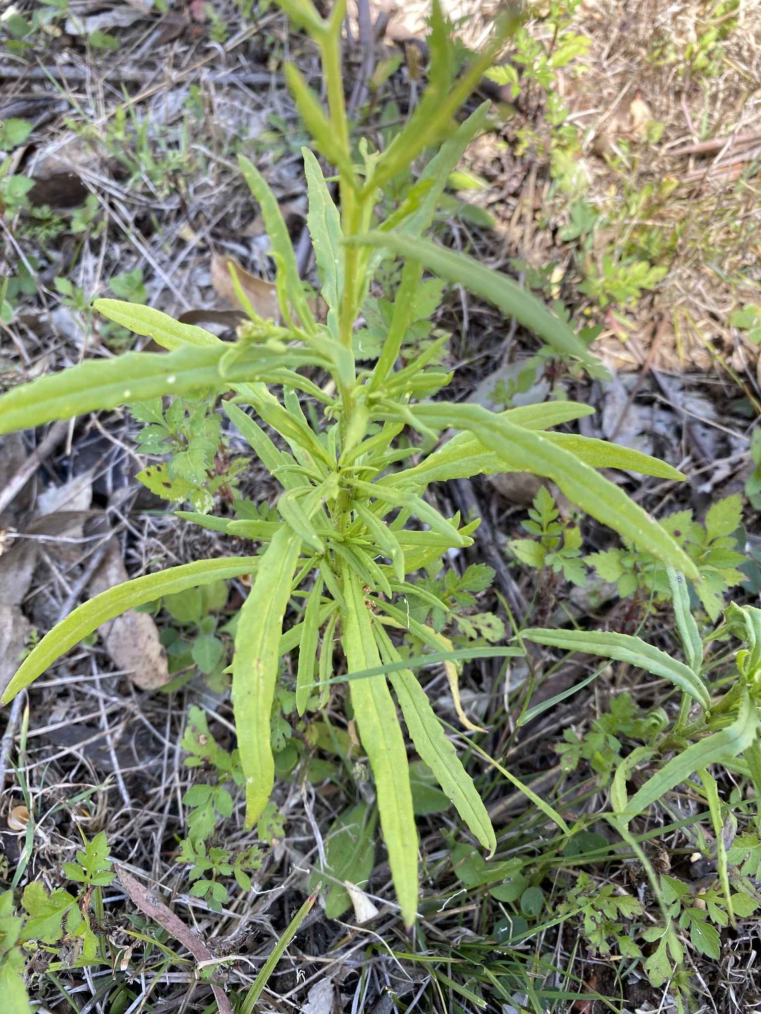 Senecio madagascariensis