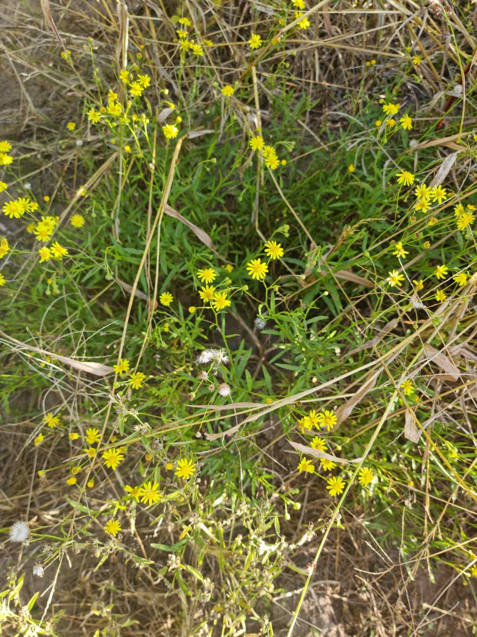 Senecio madagascariensis