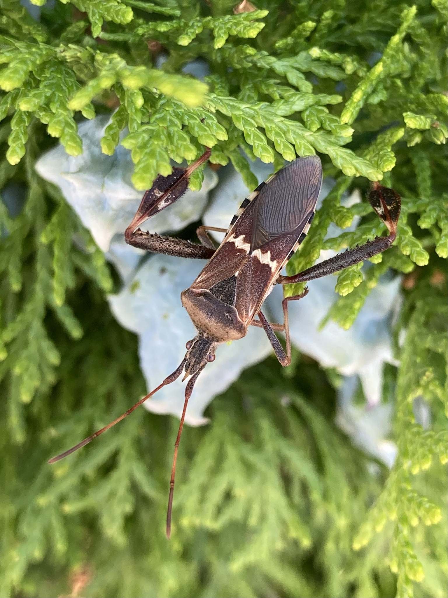 Leptoglossus clypealis