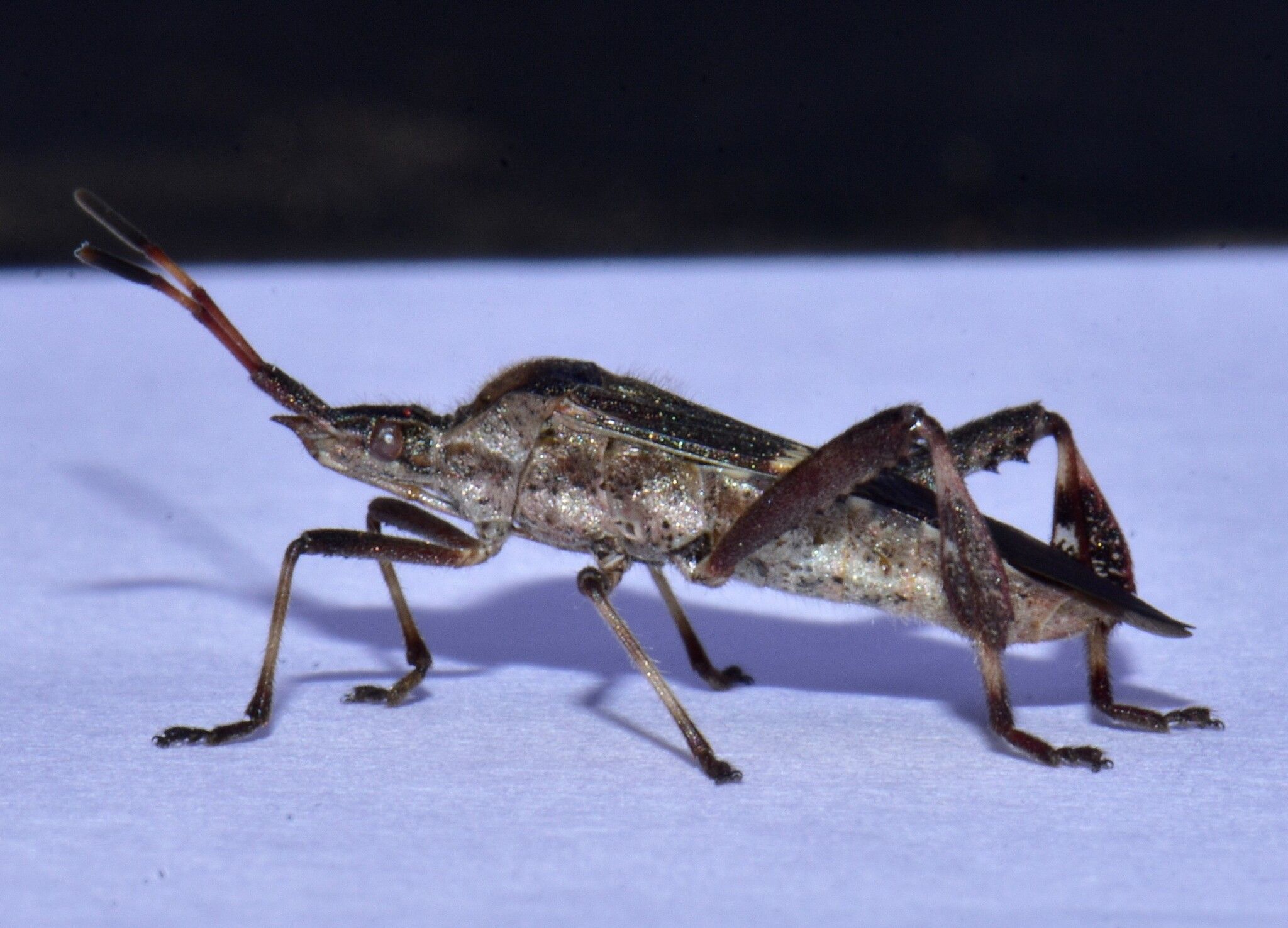 Leptoglossus clypealis