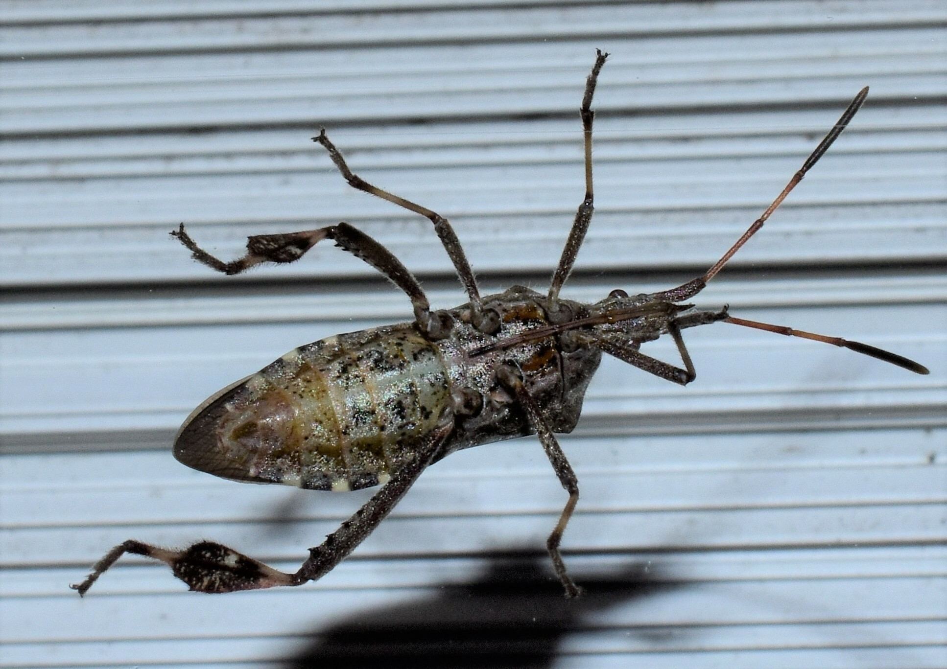 Leptoglossus clypealis