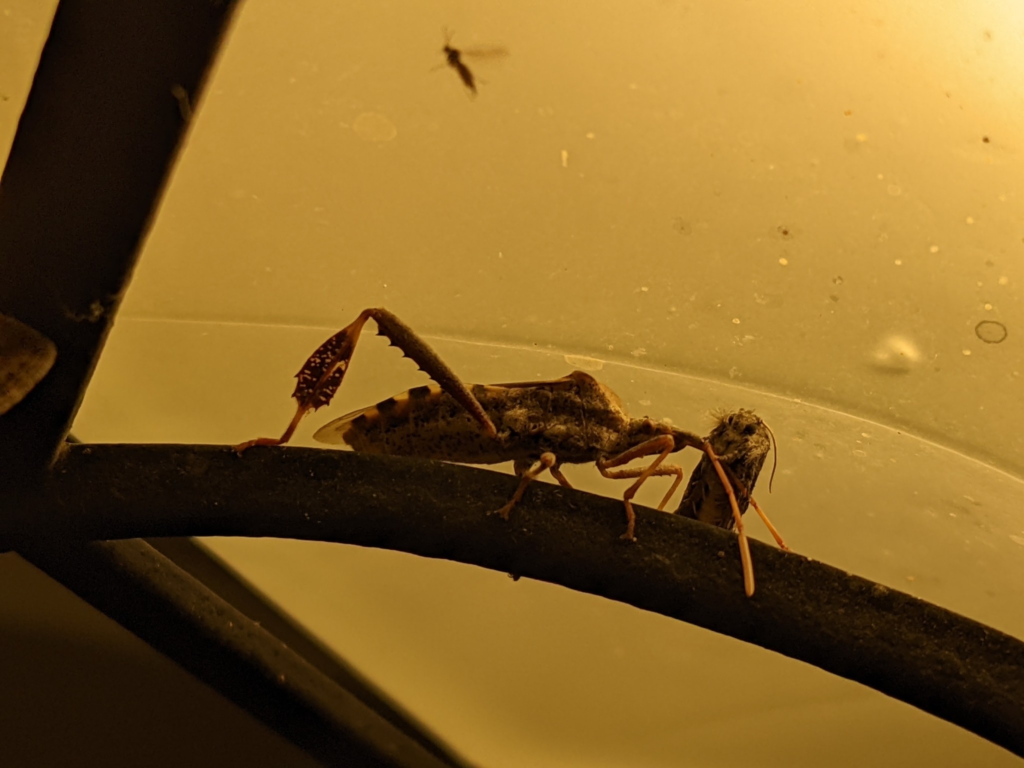 Leptoglossus clypealis