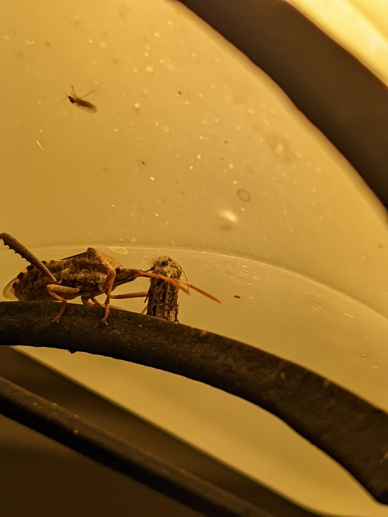 Leptoglossus clypealis