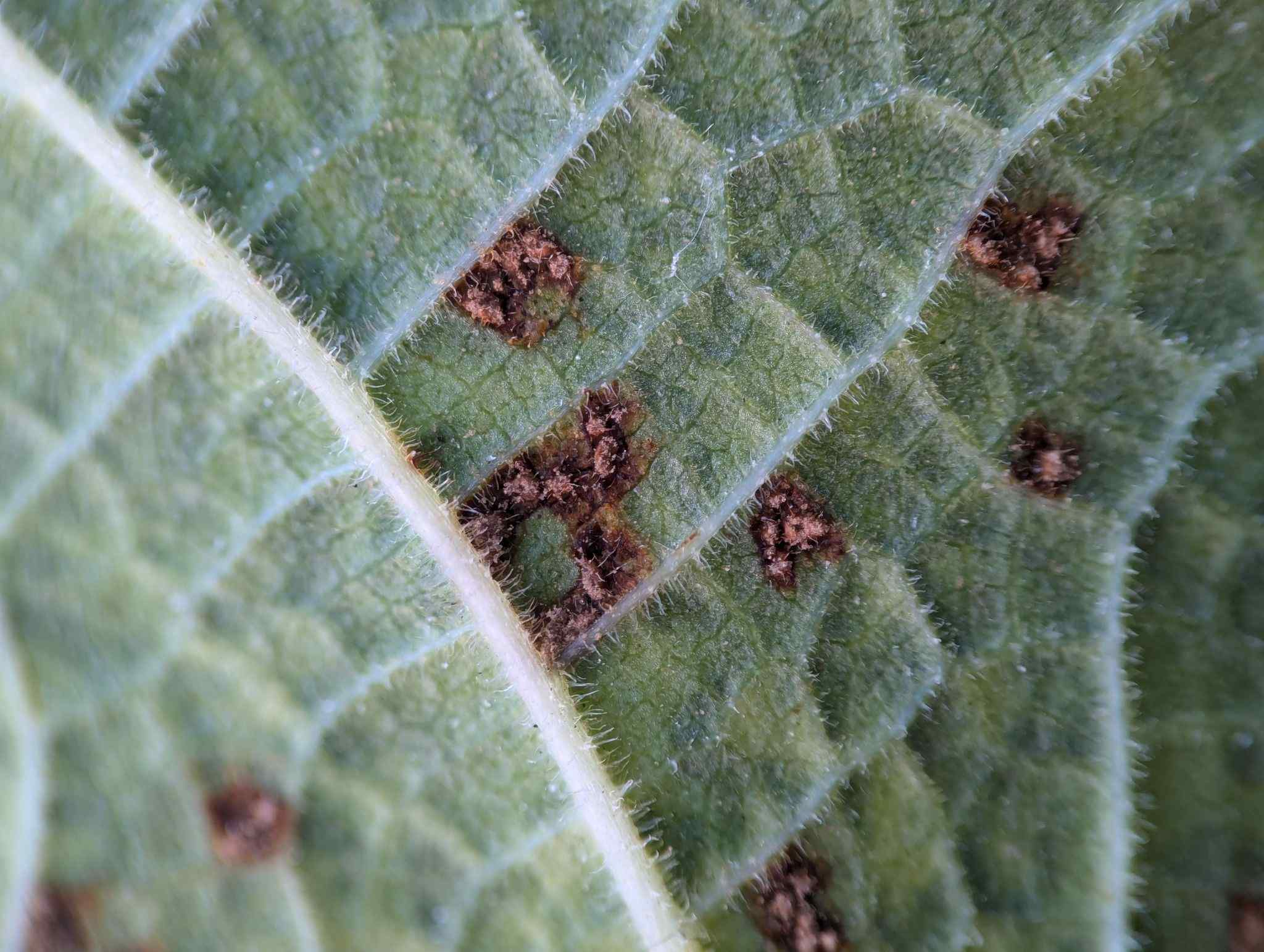 Cerotelium fici