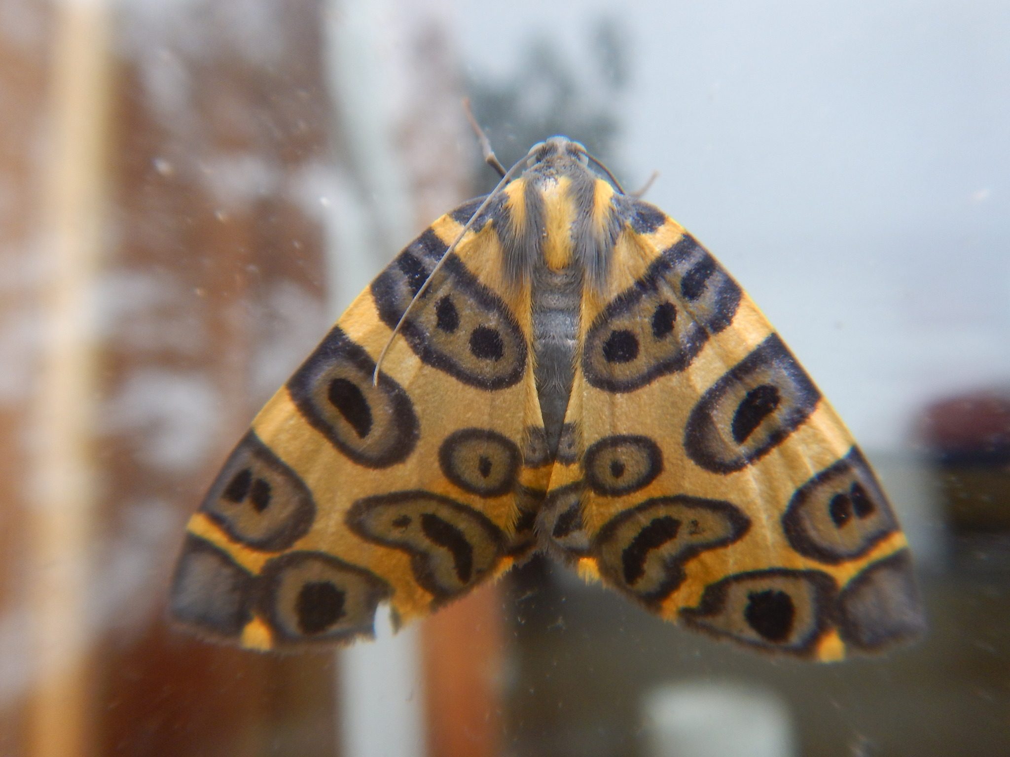 Pantherodes colubraria