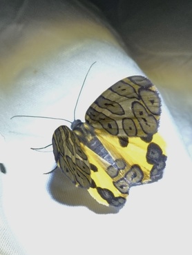 Pantherodes colubraria
