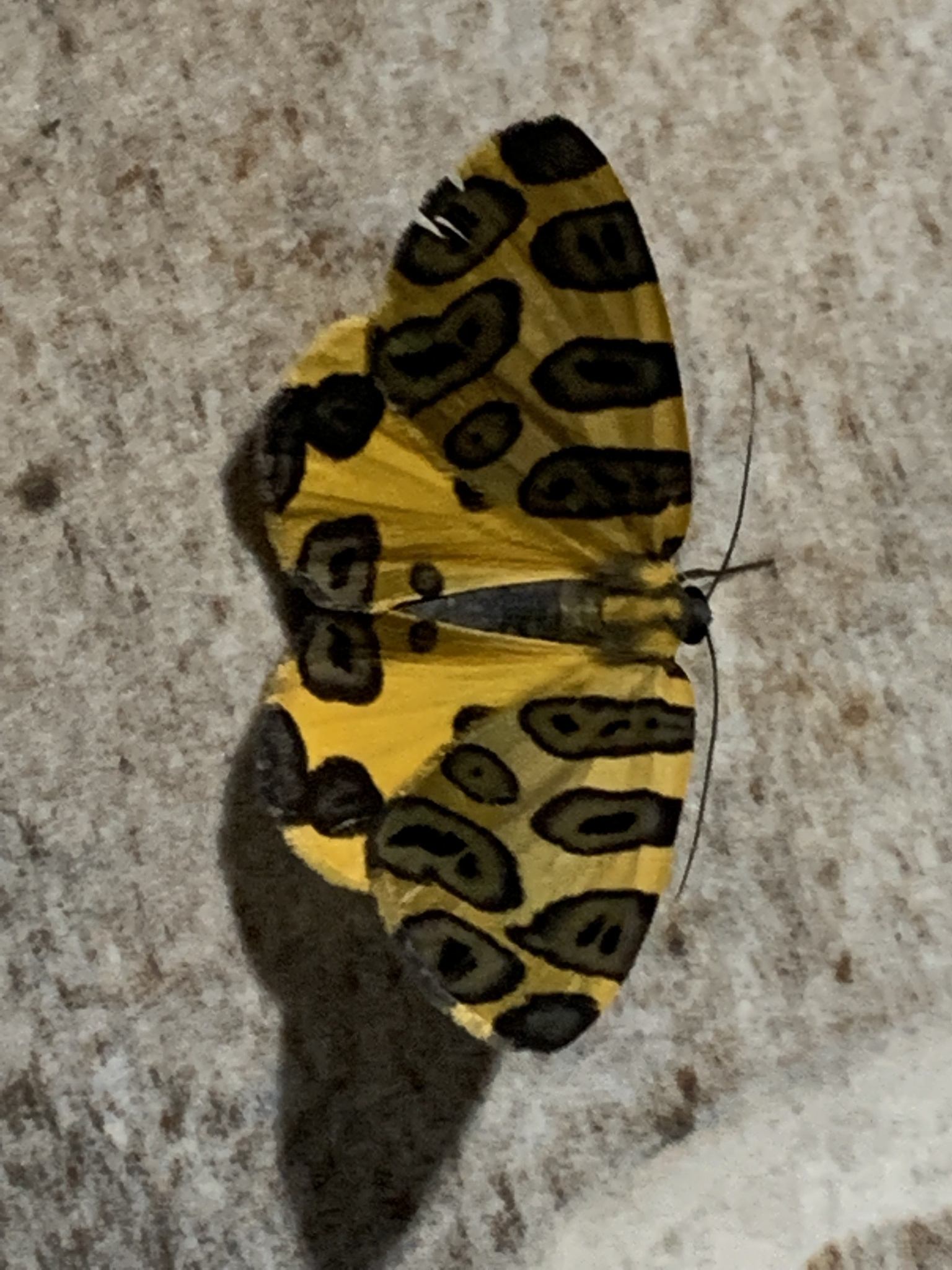 Pantherodes colubraria