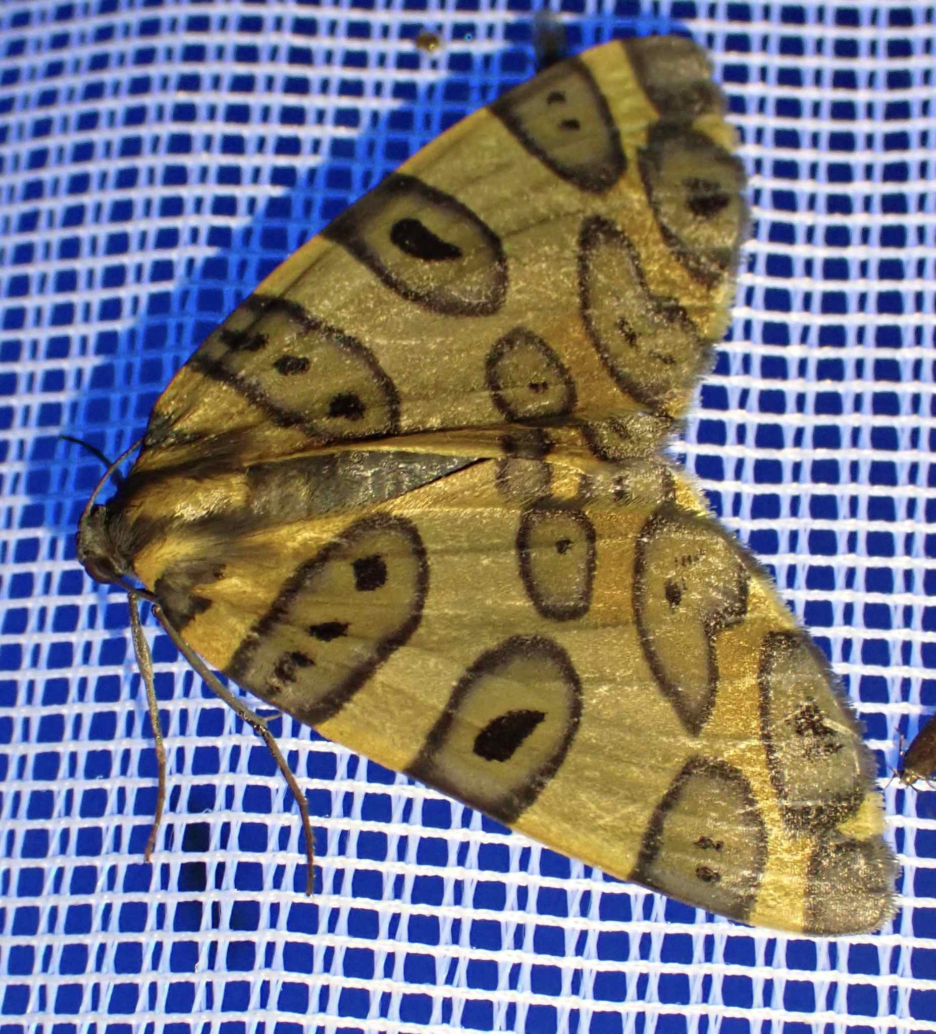 Pantherodes colubraria