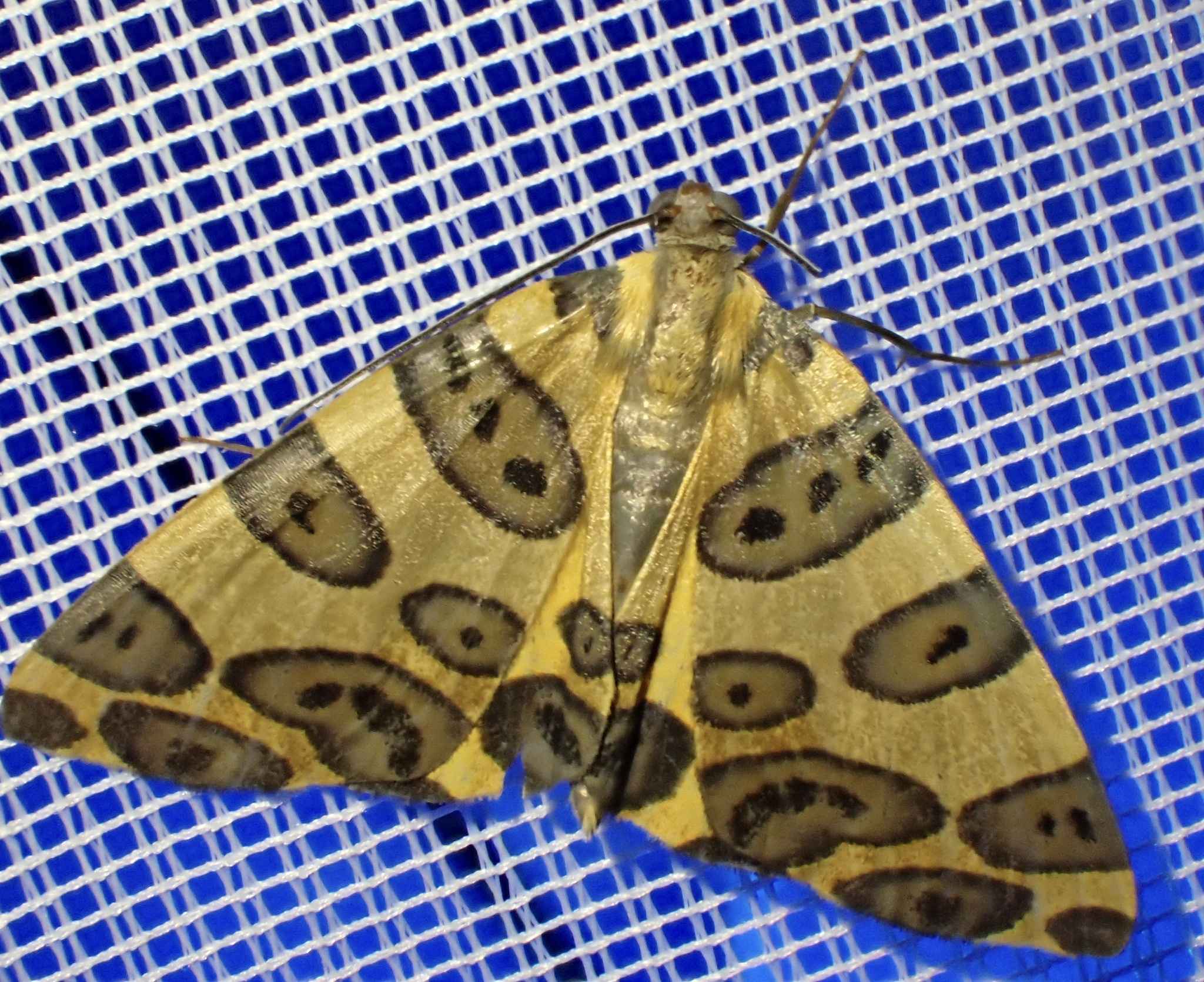 Pantherodes colubraria