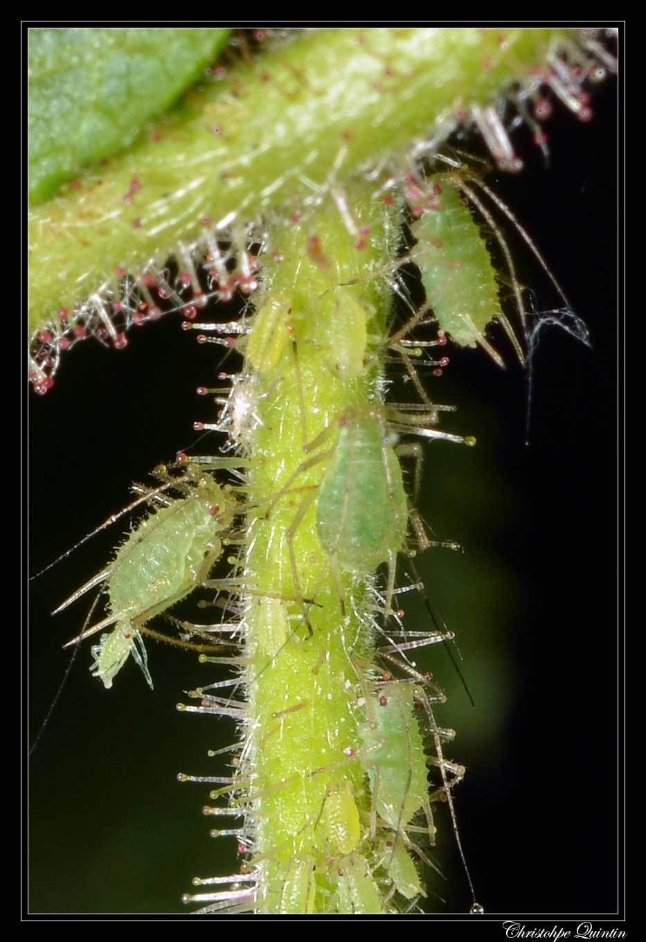 Corylobium avellanae