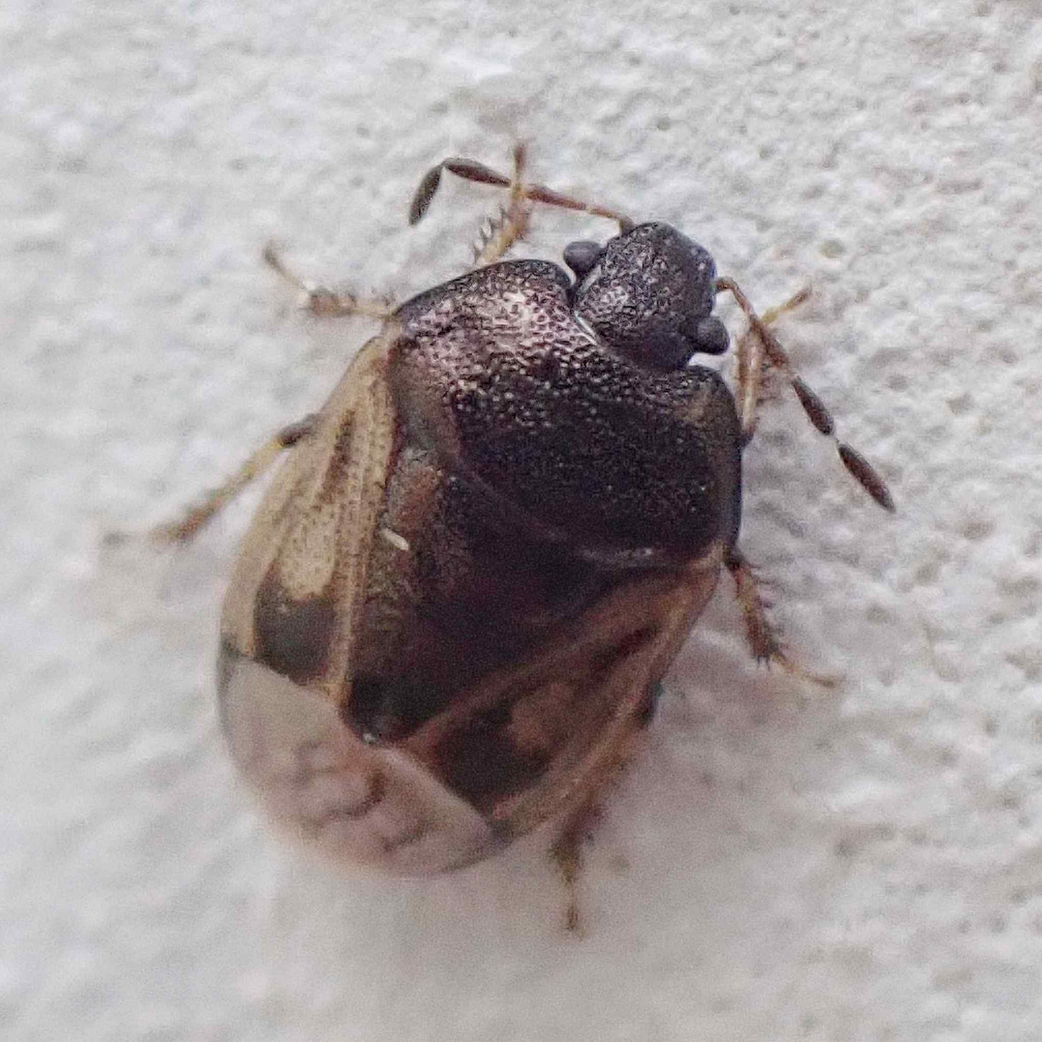 Crocistethus waltlianus