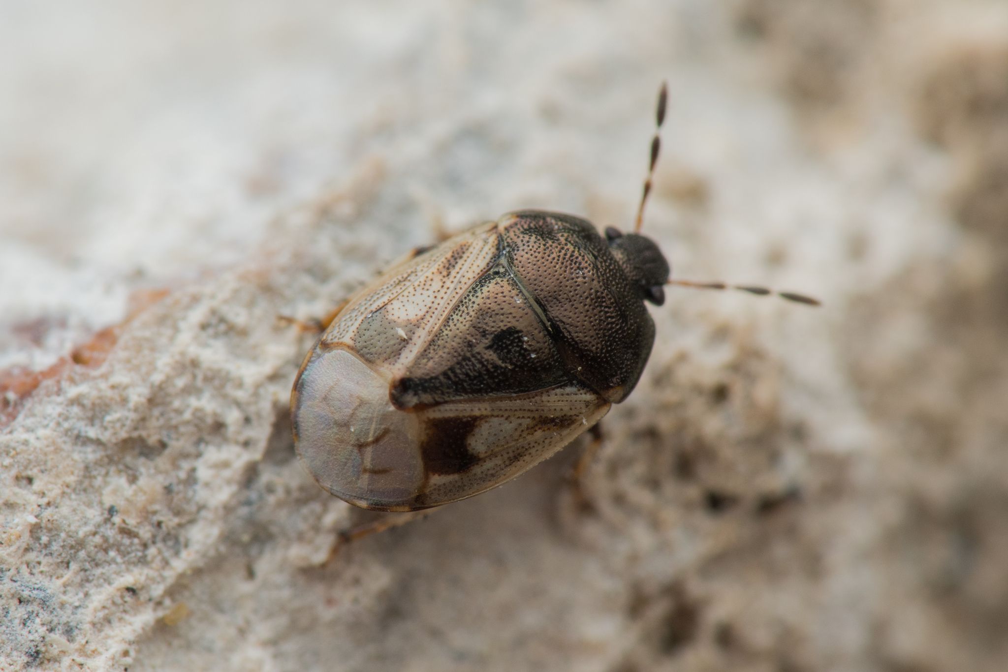 Crocistethus waltlianus