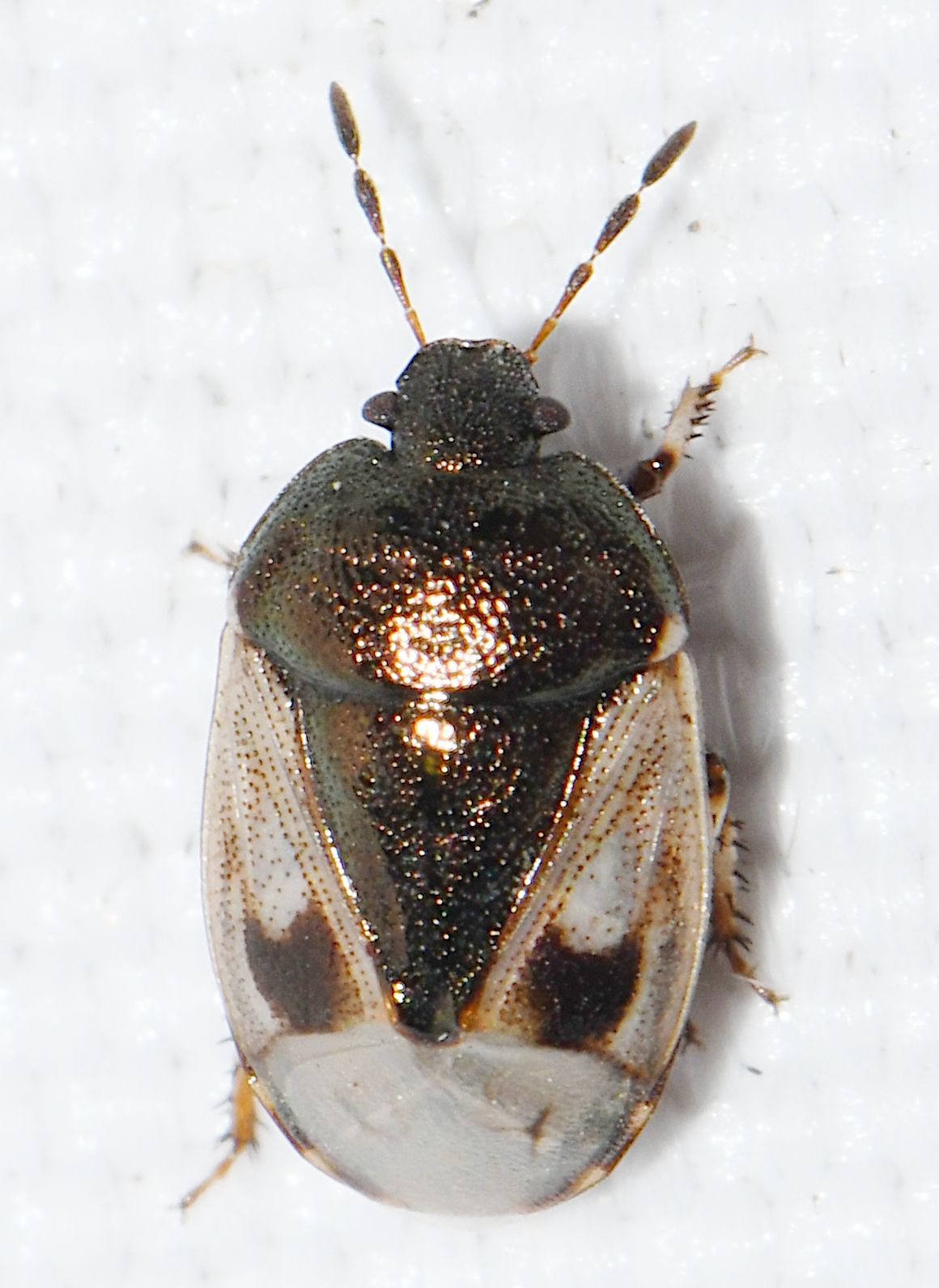 Crocistethus waltlianus