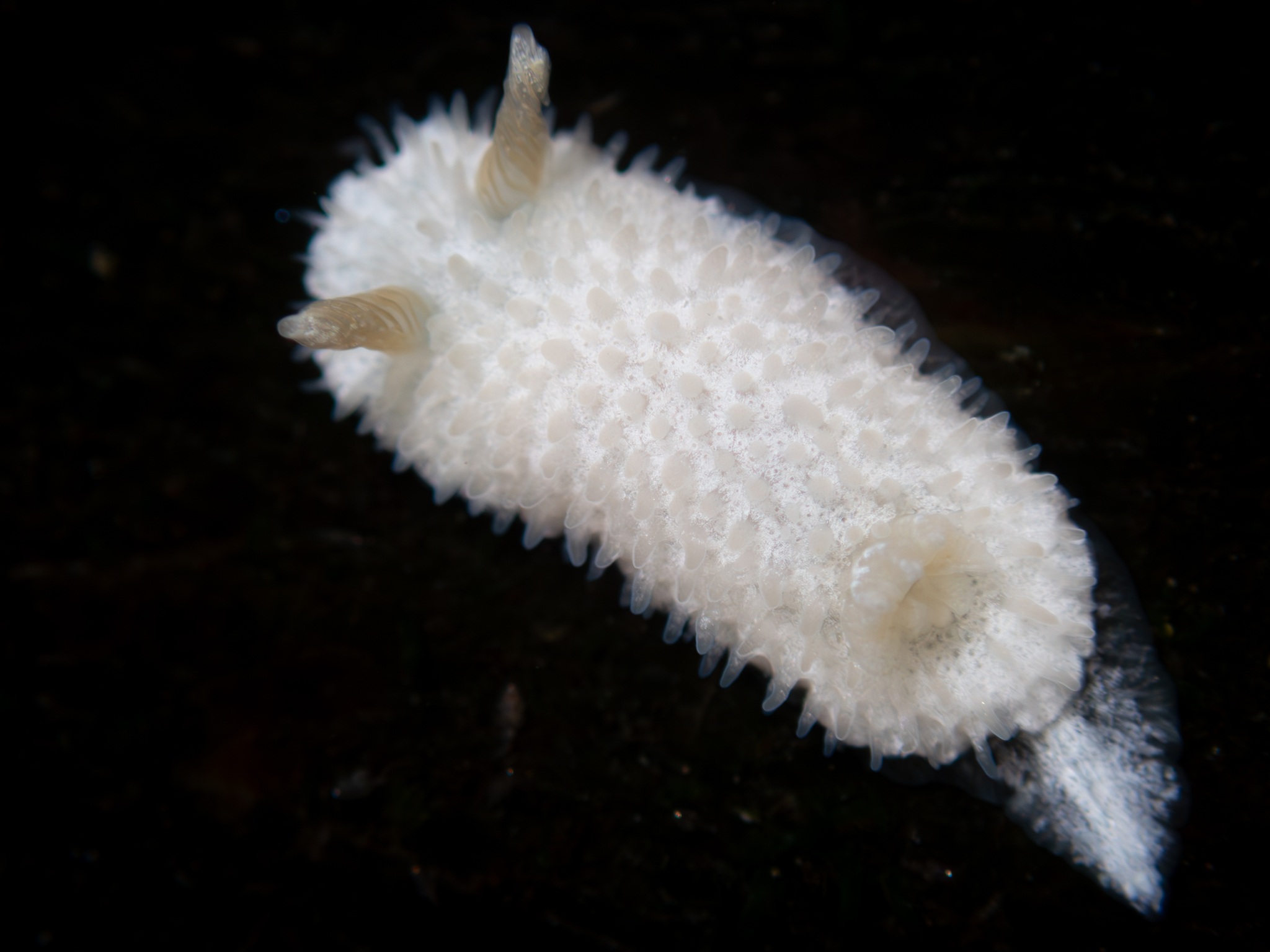 Lirula