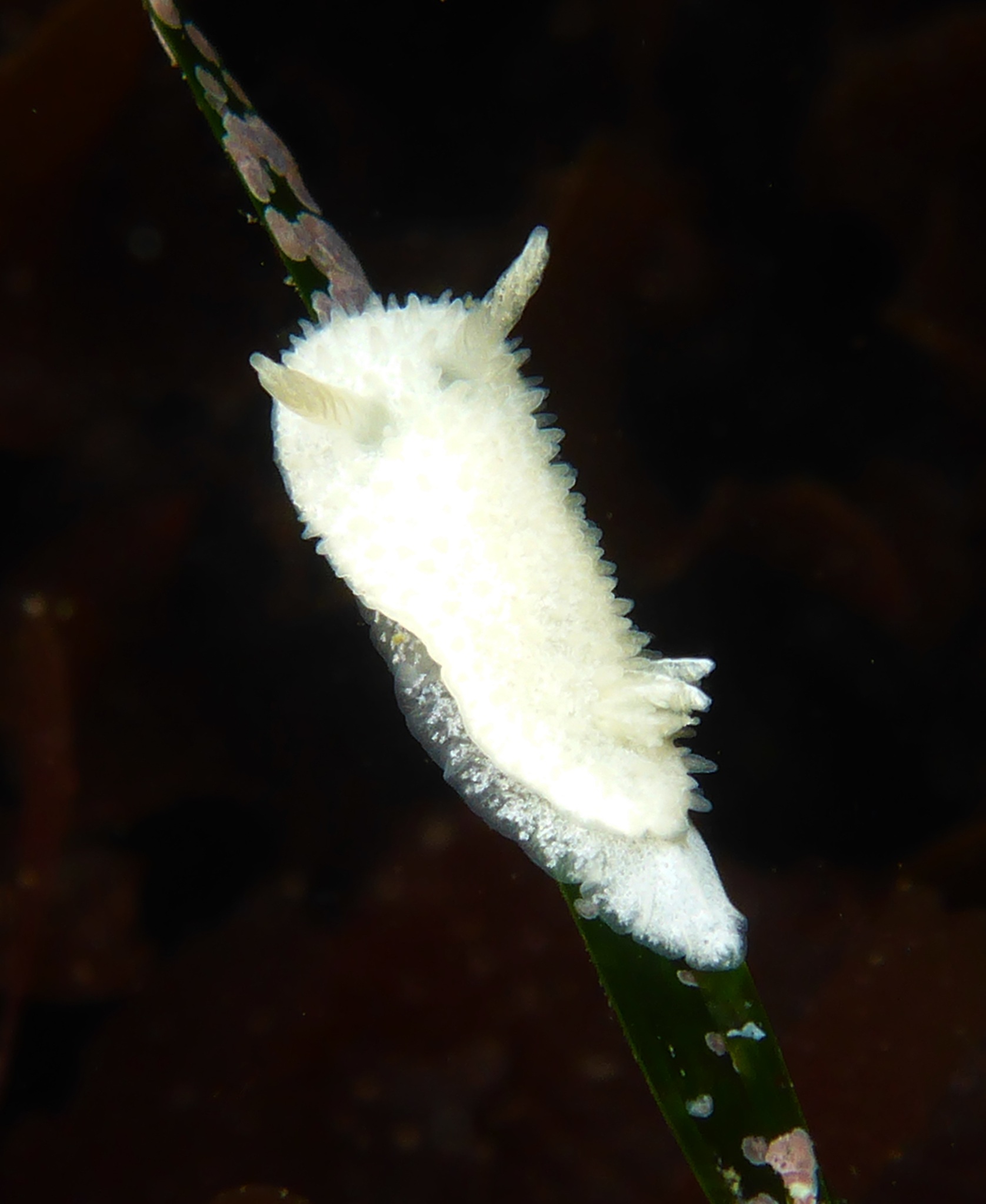 Lirula