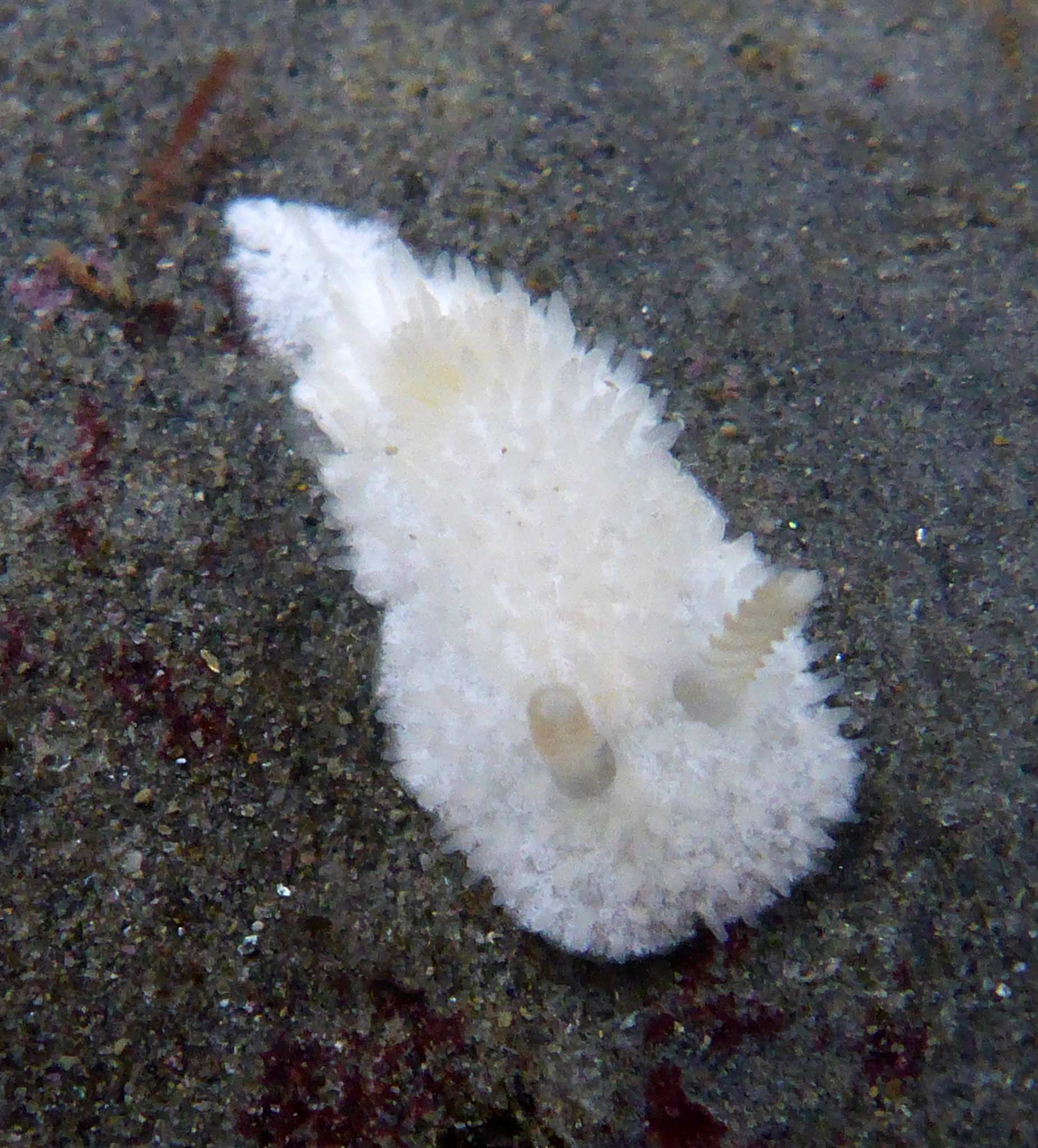 Lirula