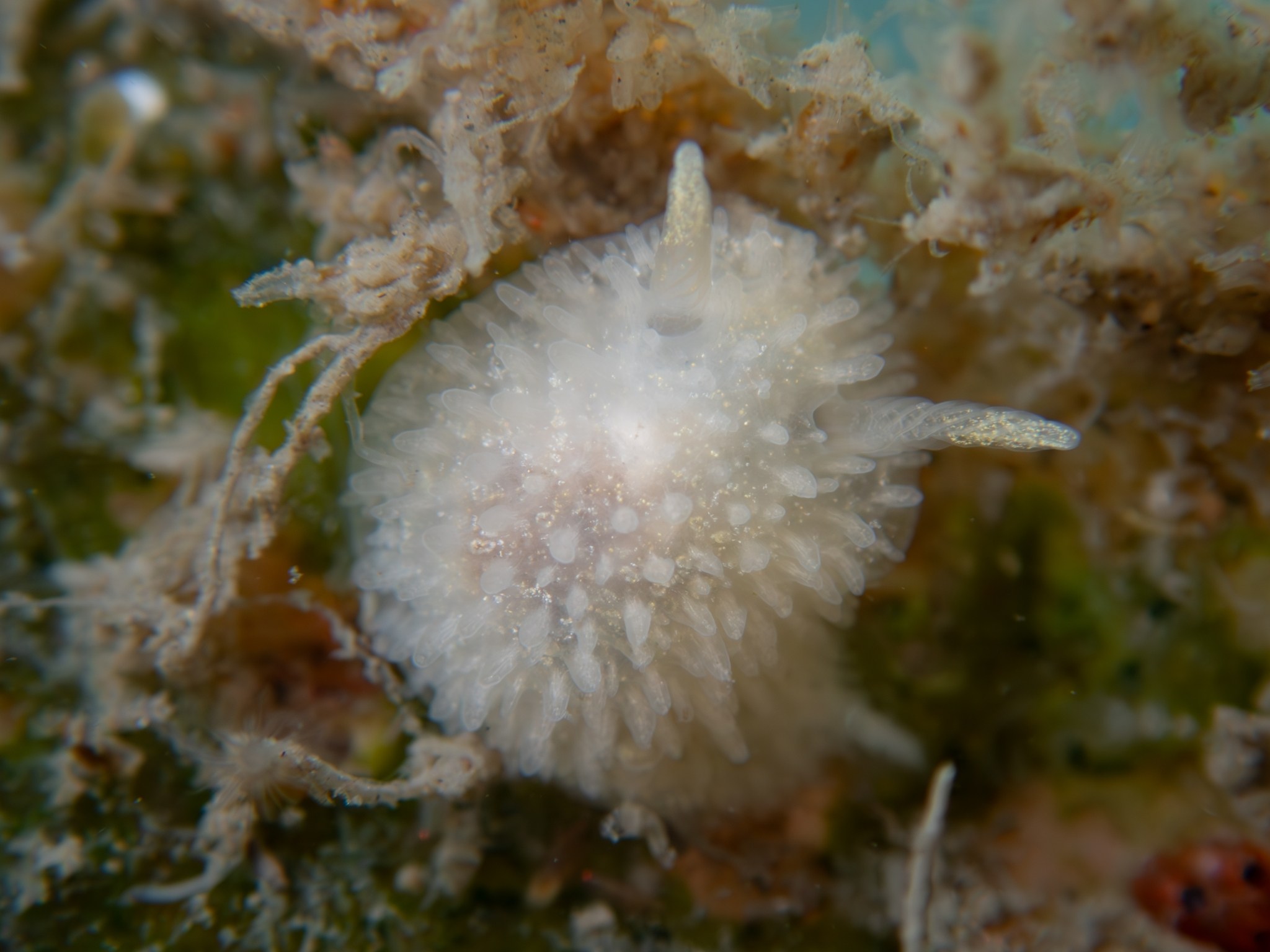 Lirula